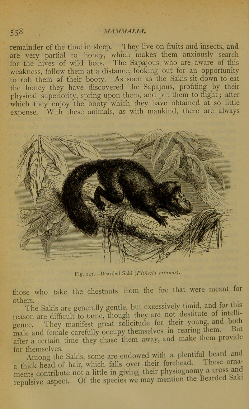 remainder of the time in sleep. They live on fruits and insects, and are very partial to honey, which makes them anxiously search for the hives of wild bees. The Sapajous. who are aware of this weakness, follow them at a distance, looking out for an opportunity to rob them ©f their booty. As soon as the Sakis sit down to eat the honey they have discovered the Sapajous, profiting by their physical superiority, spring upon them, and put them to flight ■ after which they enjoy the booty which they have obtained at so little expense. With these animals, as with mankind, there are always Fig. 247.—Bearded Saki (Pithccia satanas). those who take the chestnuts from the tire that were meant foi The Sakis are generally gentle, but excessively timid, and for this reason are difficult to tame, though they are not destitute ot inte 1- gence. They manifest great solicitude for their young, and both male and female carefully occupy themselves in rearing them. 11 after a certain time they chase them away, and make them piovite for themselves. . , .... . . Among the Sakis, some are endowed with a plentitul beard am. a thick head of hair, which falls over their forehead. These orna- ments contribute not a little in giving their physiognomy a cross an repulsive aspect. Of the species we may mention the Bearded . aki