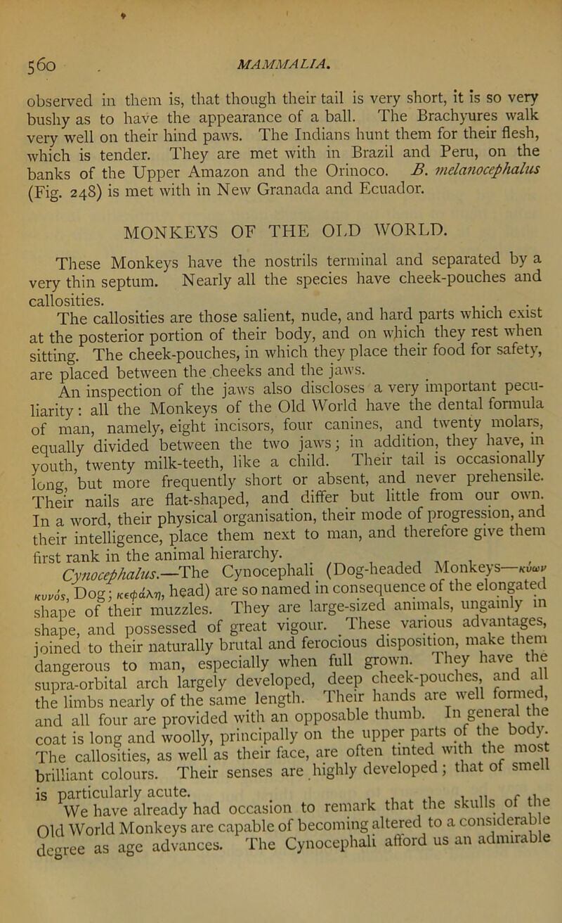 observed in them is, that though their tail is very short, it is so very bushy as to have the appearance of a ball. The Brachyures walk very well on their hind paws. The Indians hunt them for their flesh, which is tender. They are met with in Brazil and Peru, on the banks of the Upper Amazon and the Orinoco. B. melanocephalus (Fig. 248) is met with in New Granada and Ecuador. MONKEYS OF THE OLD WORLD. These Monkeys have the nostrils terminal and separated by a very thin septum. Nearly all the species have cheek-pouches and callosities. The callosities are those salient, nude, and hard parts which exist at the posterior portion of their body, and on which they rest when sitting. The cheek-pouches, in which they place their food for safety, are placed between the cheeks and the jaws. An inspection of the jaws also discloses a very important pecu- liarity : all the Monkeys of the Old World have the dental formula of man, namely, eight incisors, four canines, and twenty molars, equally divided between the two jaws; in addition, they have, in youth, twenty milk-teeth, like a child. Their tail is occasionally long but more frequently short or absent, and never prehensile. Their nails are flat-shaped, and. differ but little from our own In a word, their physical organisation, their mode of progression, and their intelligence, place them next to man, and theretoie give them first rank in the animal hierarchy. Cynocephalus.—The Cynocephali (Dog-headed Monkeys—kvw ku„o's Dog; KvpiKti, head) are so named in consequence of the elongated shape of their muzzles. They are large-sized animals, ungainly m shape, and possessed of great vigour. These various advantages, joined to their naturally brutal and ferocious disposition, make them dangerous to man, especially when full grown. 1 hey have the supia-orbital arch largely developed, deep cheek-pouches, and all the limbs nearly of the same length. Their hands are well formed, and all four are provided with an opposable thumb. In general the coat is long and woolly, principally on the upper parts of the body The callosities, as well as their face, are often tinted with the most brilliant colours. Their senses are.highly developed; that of smell 1S *We have Already had occasion to remark that the skulls of the Old World Monkeys are capable of becoming altered to a considerab e degree as age advances. The Cynocephali afford us an admirable