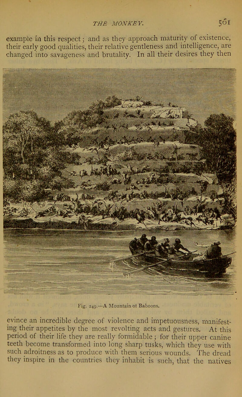 example in this respect; and as they approach maturity of existence, their early good qualities, their relative gentleness and intelligence, are changed into savageness and brutality. In all their desires they then Fig. 249.—A Mountain ol Baboons. evince an incredible degree of violence and impetuousness, manifest- ing their appetites by the most revolting acts and gestures. At this period of their life they are really formidable; for their upper canine teeth become transformed into long sharp tusks, which they use with such adroitness as to produce with them serious wounds. The dread they inspire in the countries they inhabit is such, that the natives