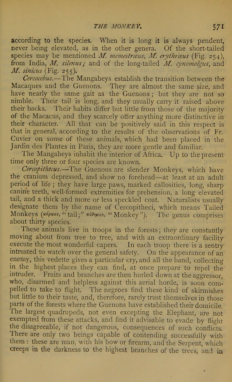 according to the species. When it is long it is always pendent, never being elevated, as in the other genera. Of the short-tailed species may be mentioned M. memestrceus, M. erythraus (Fig. 254), from India, M. silenus; and of the long-tailed M. cynomolgus, and M. sinicus (Fig. 255). Cercocebus.—The Mangabeys establish the transition between the Macaques and the Guenons. They are almost the same size, and have nearly the same gait as the Guenons; but they are not so nimble. Their tail is long, and they usually carry it raised above their backs. Their habits differ but little from those of the majority of the Macacus, and they scarcely offer anything more distinctive in their character. All that can be positively said in this respect is that in general, according to the results of the observations of Fr. Cuvier on some of these animals, which had been placed in the Jardin des Plantes in Paris, they are more gentle and familiar. The Mangabeys inhabit the interior of Africa. Up to the present time only three or four species are known. Cercopithecus.—The Guenons are slender Monkeys, which have the cranium depressed, and show no forehead—at least at an adult period of life ; they have large paws, marked callosities, long, sharp canine teeth, well-formed extremities for prehension, a long elevated tail, and a thick and more or less speckled coat. Naturalists usually designate them by the name of Cercopitheci, which means Tailed Monkeys (xepKos, “tail;” “Monkey”). The genus comprises about thirty species. These animals live in troops in the forests; they are constantly moving about from tree to tree, and with an extraordinary facility execute the most wonderful capers. In each troop there is a sentry intrusted to watch over the general safety. On the appearance of an enemy, this vedette gives a particular cry, and all the band, collecting in the highest places they can find, at once prepare to repel the intruder. Fruits and branches are then hurled down at the aggressor, who, disarmed and helpless against this aerial horde, is soon com- pelled to take to flight. The negroes find these kind of skirmishes but little to their taste, and, therefore, rarely trust themselves in those parts of the forests where the Guenons have established their domicile. The largest quadrupeds, not even excepting the Elephant, are not exempted from these attacks, and find it advisable to evade by flight the disagreeable, if not dangerous, consequences of such conflicts. There are only two beings capable of contending successfully with them : these are man, with his bow or firearm, and the Serpent, which creeps in the darkness to the highest branches of the trees, and in