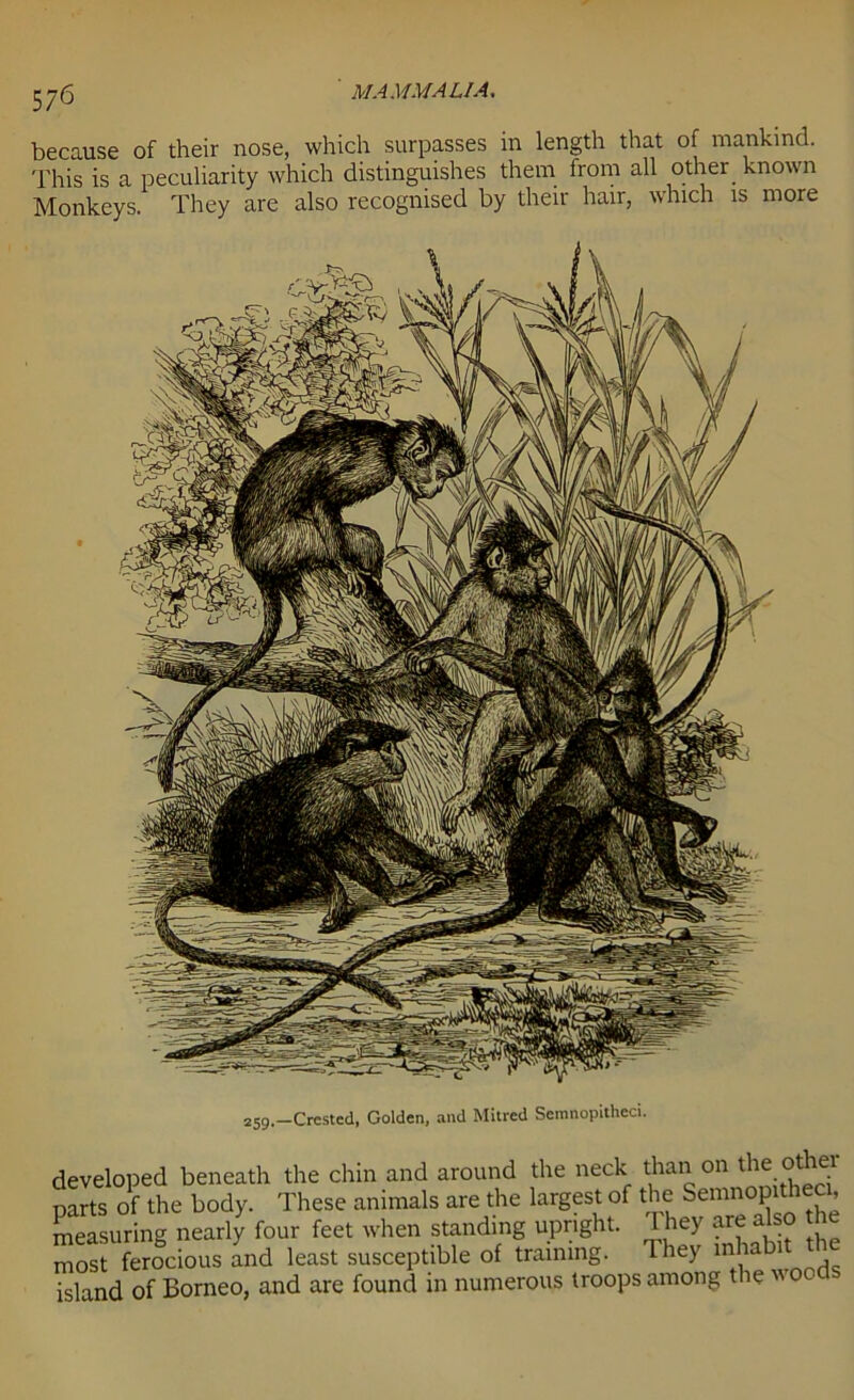 because of their nose, which surpasses in length that of mankind. This is a peculiarity which distinguishes them from all other known Monkeys. They are also recognised by their hair, which is more 259- -Crested, Golden, and Mitred Semnopitheci. developed beneath the chin and around the neck than on the othei Darts of the body. These animals are the largest of the Semnopitheci, measuring nearly four feet when standing upright. 1 hey are also the most ferocious and least susceptible of training. They inhabit the island of Borneo, and are found in numerous troops among the 