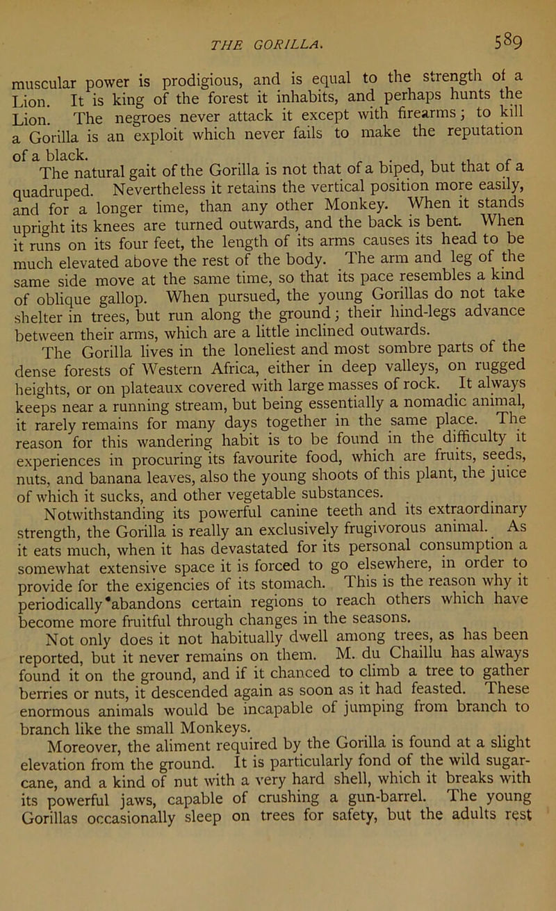 muscular power is prodigious, and is equal to the strength of a Lion. It is king of the forest it inhabits, and perhaps hunts the Lion. The negroes never attack it except with firearms; to kill a Gorilla is an exploit which never fails to make the reputation of a black. . The natural gait of the Gorilla is not that of a biped, but that of a quadruped. Nevertheless it retains the vertical position more easily, and for a longer time, than any other Monkey. When it stands upright its knees are turned outwards, and the back is bent. When it runs on its four feet, the length of its arms causes its head to be much elevated above the rest of the body. The arm and leg of the same side move at the same time, so that its pace resembles a kind of oblique gallop. When pursued, the young Gorillas do not take shelter in trees, but run along the ground; their hind-legs advance between their arms, which are a little inclined outwards. The Gorilla lives in the loneliest and most sombre parts of the dense forests of Western Africa, either in deep valleys, on rugged heights, or on plateaux covered with large masses of rock. It always keeps near a running stream, but being essentially a nomadic animal, it rarely remains for many days together in the same place. The reason for this wandering habit is to be found in the difficulty it experiences in procuring its favourite food, which are fruits, seeds, nuts, and banana leaves, also the young shoots of this plant, the juice of which it sucks, and other vegetable substances. Notwithstanding its powerful canine teeth and its extraordinary strength, the Gorilla is really an exclusively frugivorous animal. As it eats much, when it has devastated for its personal consumption a somewhat extensive space it is forced to go elsewhere, in older to provide for the exigencies of its stomach. 1 his is the reason why it periodically ‘abandons certain regions to reach others which have become more fruitful through changes in the seasons. Not only does it not habitually dwell among trees, as has been reported, but it never remains on them. M. du Chaillu has always found it on the ground, and if it chanced to climb a tiee to gather berries or nuts, it descended again as soon as it had feasted. These enormous animals would be incapable of jumping from branch to branch like the small Monkeys. Moreover, the aliment required by the Gorilla is found at a slight elevation from the ground. It is particularly fond of the wild sugar- cane, and a kind of nut with a very hard shell, which it breaks with its powerful jaws, capable of crushing a gun-barrel. The young Gorillas occasionally sleep on trees for safety, but the adults rest