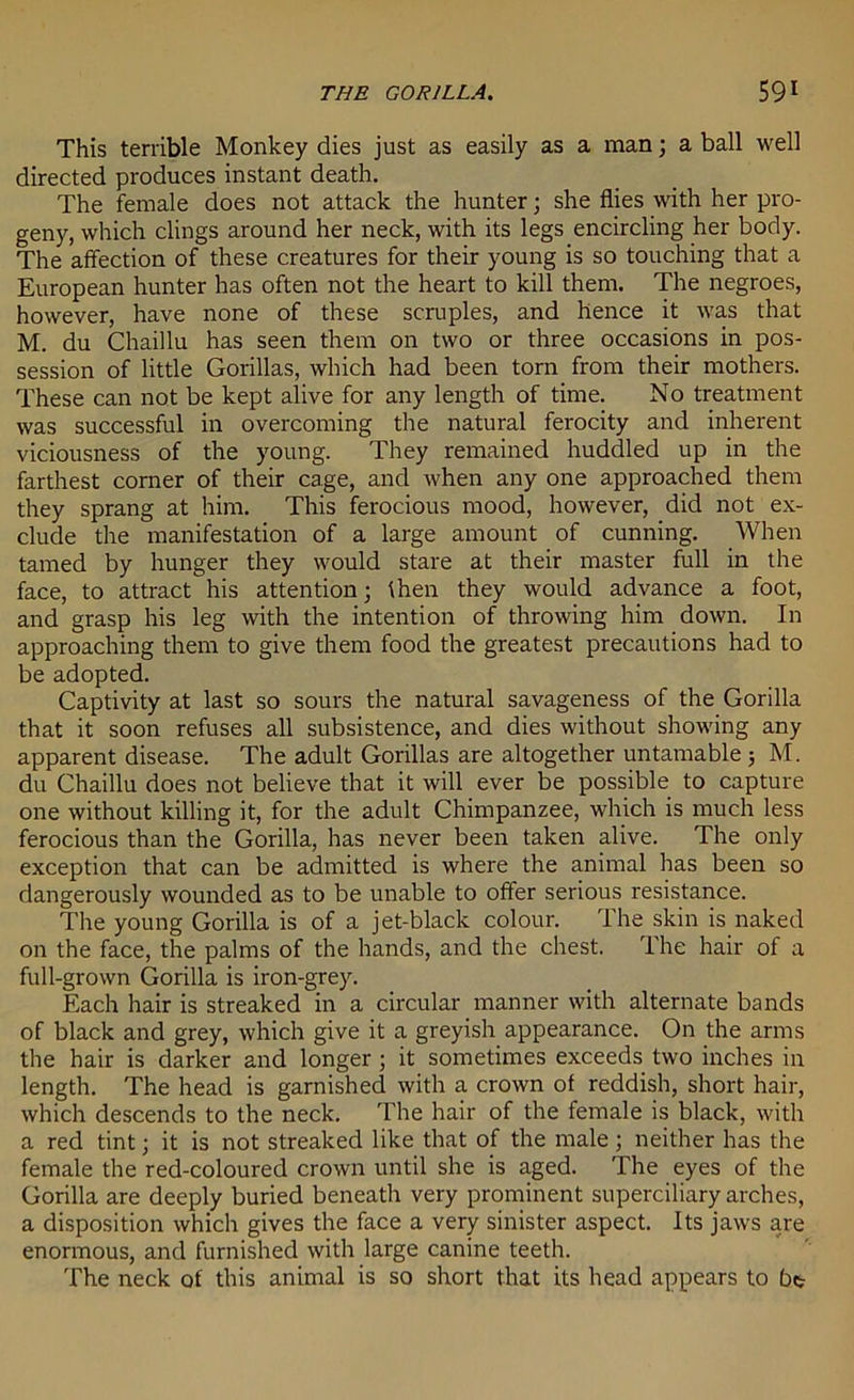 This terrible Monkey dies just as easily as a man; a ball well directed produces instant death. The female does not attack the hunter; she flies with her pro- geny, which clings around her neck, with its legs encircling her body. The affection of these creatures for their young is so touching that a European hunter has often not the heart to kill them. The negroes, however, have none of these scruples, and hence it was that M. du Chaillu has seen them on two or three occasions in pos- session of little Gorillas, which had been torn from their mothers. These can not be kept alive for any length of time. No treatment was successful in overcoming the natural ferocity and inherent viciousness of the young. They remained huddled up in the farthest corner of their cage, and when any one approached them they sprang at him. This ferocious mood, however, did not ex- clude the manifestation of a large amount of cunning. When tamed by hunger they would stare at their master full in the face, to attract his attention; then they would advance a foot, and grasp his leg with the intention of throwing him down. In approaching them to give them food the greatest precautions had to be adopted. Captivity at last so sours the natural savageness of the Gorilla that it soon refuses all subsistence, and dies without showing any apparent disease. The adult Gorillas are altogether untamable ; M. du Chaillu does not believe that it will ever be possible to capture one without killing it, for the adult Chimpanzee, which is much less ferocious than the Gorilla, has never been taken alive. The only exception that can be admitted is where the animal has been so dangerously wounded as to be unable to offer serious resistance. The young Gorilla is of a jet-black colour. The skin is naked on the face, the palms of the hands, and the chest. The hair of a full-grown Gorilla is iron-grey. Each hair is streaked in a circular manner with alternate bands of black and grey, which give it a greyish appearance. On the arms the hair is darker and longer ; it sometimes exceeds two inches in length. The head is garnished with a crown of reddish, short hair, which descends to the neck. The hair of the female is black, with a red tint; it is not streaked like that of the male ; neither has the female the red-coloured crown until she is aged. The eyes of the Gorilla are deeply buried beneath very prominent superciliary arches, a disposition which gives the face a very sinister aspect. Its jaws are enormous, and furnished with large canine teeth. The neck of this animal is so short that its head appears to bt