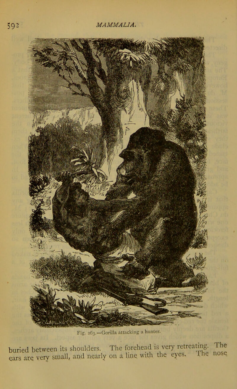 Fig. 263.—Gorilla attacking a hunter. buried between its shoulders. The forehead is very retreating, ears are very small, and nearly on a line with the eyes. 1 he The nose