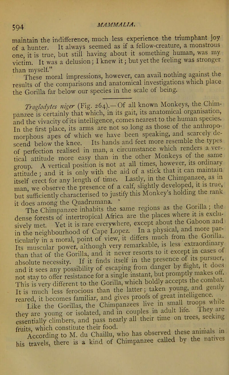 maintain the indifference, much less experience the tnumphant joy of a hunter. It always seemed as if a fellow-creature, a monstrous one it is true, but still having about it something human, was my victim. It was a delusion j I knew it 5 but yet the feeling was stronger than myself.” . , ,, These moral impressions, however, can avail.nothing against tne results of the comparisons and anatomical investigations which place the Gorilla far below our species in the scale of being. Troglodytes niger (Fig. 264).— Of all known Monkeys, the Chim- panzee is certainly that which, in its gait, its anatomical organisation, and the vivacity of its intelligence, comes nearest to the human species. In the first place, its arms are not so long as those of the antlnopo- morphous apes of which we have been speaking, and scarcely de- scend below the knee. Its hands and feet more resemble the types of perfection realised in man, a circumstance which renders a ver- tical attitude more easy than in the other Monkeys of the same eroup. A vertical position is not at all times, however, its ordinary attitude ; and it is only with the aid of a stick that it can maintain itself erect for any length of time. Lastly, in the Chimpanzee, as in man, we observe the presence of a calf, slightly developed, it is true, but sufficiently characterised to justify this Monkey s holding the rank it does among the Quadrumana. * . The Chimpanzee inhabits the same regions as the Gorilla, the dense forests of intertropical Africa are the places where it is exclu- sively met. Yet it is rare everywhere, except about the Gaboon and in the neighbourhood of Cape Lopez. In a physical, and more par- ticularly in a moral, point of view, it differs much fiom the Go Its muscular power, although very remarkable, is less exffao^nary than that of the Gorilla, and it never resorts to it m cases of absolute necessity. _ If it finds itself in the presence of1 tspursuer and it sees any possibility of escaping fiom danger > a > not stay to offer resistance for a single instant but proniptlymakeso. This is very different to the Gorilla, which boldly accepts thecomlat. It is much less ferocious than the latter; taken young, and gent) reared, it becomes familiar, and gives proofs of great mteUigenee. Like the Gorillas, the Chimpanzees live in smaU troops 'win e they are young or isolated, and in couples m adult 1 e. J essentially climbers, and pass nearly all their time on trees, see g fruits which constitute their food. . . , • According to M. du Chaillu, who has observed these animals in his travels, there is a kind of Chimpanzee called by the natives