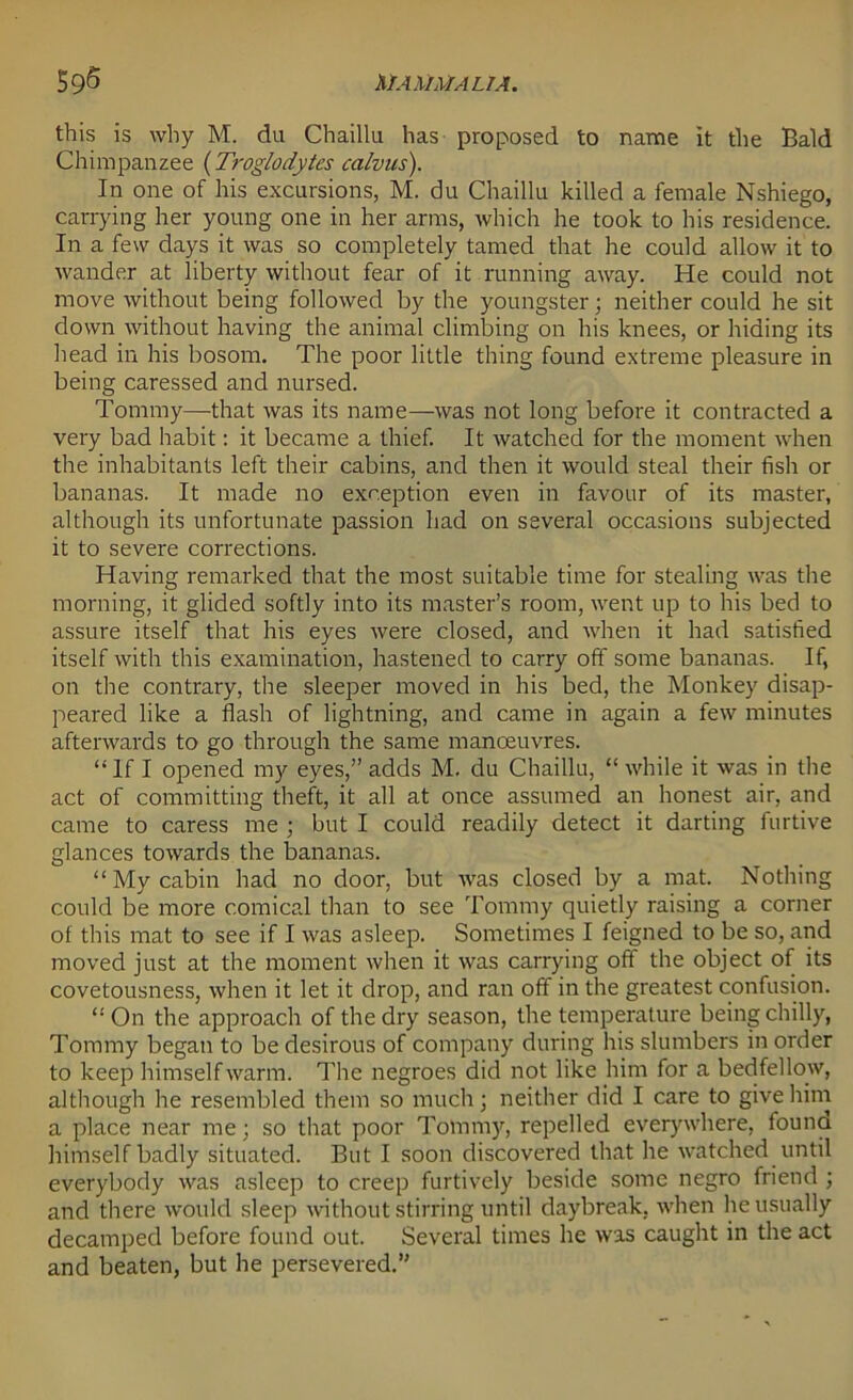 this is why M. da Chaillu has proposed to name it the Bald Chimpanzee (Troglodytes calvus). In one of his excursions, M. du Chaillu killed a female Nshiego, carrying her young one in her arms, which he took to his residence. In a few days it was so completely tamed that he could allow it to wander at liberty without fear of it running away. He could not move without being followed by the youngster; neither could he sit down without having the animal climbing on his knees, or hiding its head in his bosom. The poor little thing found extreme pleasure in being caressed and nursed. Tommy—that was its name—was not long before it contracted a very bad habit: it became a thief. It watched for the moment when the inhabitants left their cabins, and then it would steal their fish or bananas. It made no exception even in favour of its master, although its unfortunate passion had on several occasions subjected it to severe corrections. Having remarked that the most suitable time for stealing was the morning, it glided softly into its master’s room, went up to his bed to assure itself that his eyes were closed, and when it had satisfied itself with this examination, hastened to carry off some bananas. If, on the contrary, the sleeper moved in his bed, the Monkey disap- peared like a flash of lightning, and came in again a few minutes afterwards to go through the same manoeuvres. “If I opened my eyes,” adds M. du Chaillu, “ while it was in the act of committing theft, it all at once assumed an honest air, and came to caress me ; but I could readily detect it darting furtive glances towards the bananas. “ My cabin had no door, but was closed by a mat. Nothing could be more comical than to see Tommy quietly raising a corner of this mat to see if I was asleep. Sometimes I feigned to be so, and moved just at the moment when it was carrying off the object of its covetousness, when it let it drop, and ran off in the greatest confusion. “On the approach of the dry season, the temperature being chilly, Tommy began to be desirous of company during his slumbers in order to keep himself warm. The negroes did not like him for a bedfellow, although he resembled them so much; neither did I care to give him a place near me; so that poor Tom my, repelled everywhere, founa himself badly situated. But I soon discovered that he watched until everybody was asleep to creep furtively beside some negro friend ; and there would sleep without stirring until daybreak, when he usually decamped before found out. Several times he was caught in the act and beaten, but he persevered.”