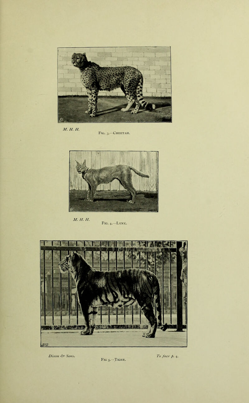 Fig. 3.—Cheetah. M. H. II. Fig. 4.—Lynx. Fig 5.—Tiger.