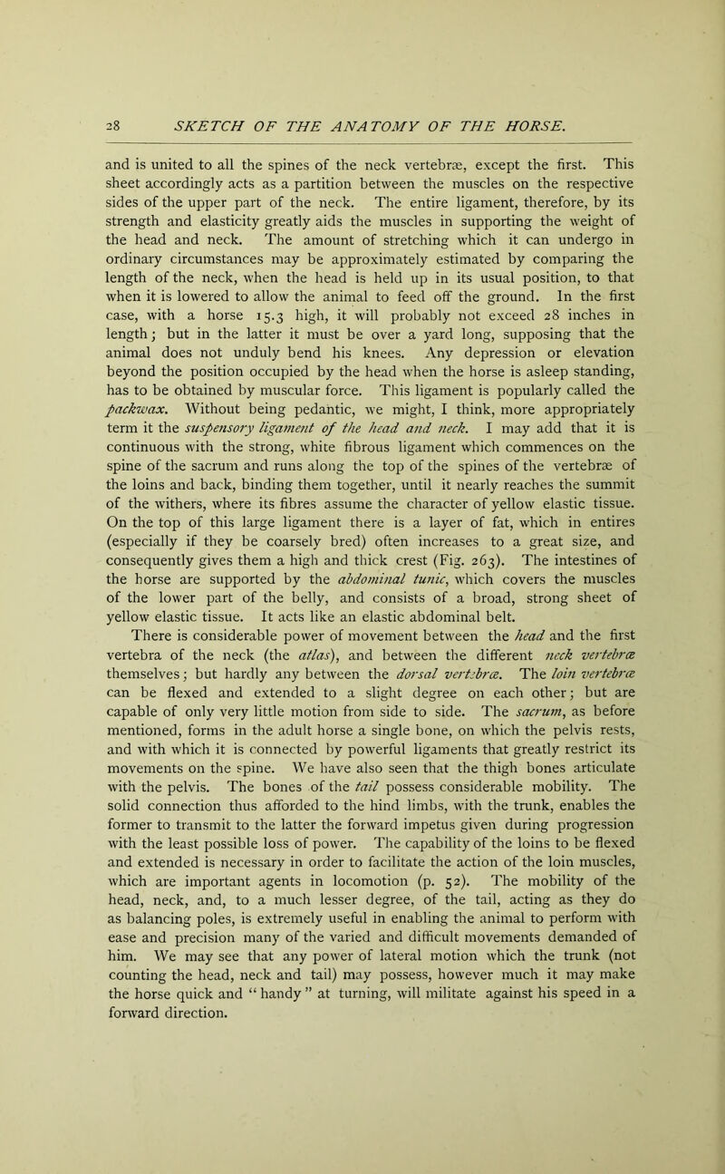 and is united to all the spines of the neck vertebrae, except the first. This sheet accordingly acts as a partition between the muscles on the respective sides of the upper part of the neck. The entire ligament, therefore, by its strength and elasticity greatly aids the muscles in supporting the weight of the head and neck. The amount of stretching which it can undergo in ordinary circumstances may be approximately estimated by comparing the length of the neck, when the head is held up in its usual position, to that when it is lowered to allow the animal to feed off the ground. In the first case, with a horse 15.3 high, it will probably not exceed 28 inches in length; but in the latter it must be over a yard long, supposing that the animal does not unduly bend his knees. Any depression or elevation beyond the position occupied by the head when the horse is asleep standing, has to be obtained by muscular force. This ligament is popularly called the packwax. Without being pedantic, we might, I think, more appropriately term it the suspensory ligament of the head and neck. I may add that it is continuous with the strong, white fibrous ligament which commences on the spine of the sacrum and runs along the top of the spines of the vertebrae of the loins and back, binding them together, until it nearly reaches the summit of the withers, where its fibres assume the character of yellow elastic tissue. On the top of this large ligament there is a layer of fat, which in entires (especially if they be coarsely bred) often increases to a great size, and consequently gives them a high and thick crest (Fig. 263). The intestines of the horse are supported by the abdominal tunic, which covers the muscles of the lower part of the belly, and consists of a broad, strong sheet of yellow elastic tissue. It acts like an elastic abdominal belt. There is considerable power of movement between the head and the first vertebra of the neck (the atlas), and between the different neck vertebra themselves; but hardly any between the dorsal vertebra. The loin vertebra can be flexed and extended to a slight degree on each other; but are capable of only very little motion from side to side. The sacrum, as before mentioned, forms in the adult horse a single bone, on which the pelvis rests, and with which it is connected by powerful ligaments that greatly restrict its movements on the spine. We have also seen that the thigh bones articulate with the pelvis. The bones of the tail possess considerable mobility. The solid connection thus afforded to the hind limbs, with the trunk, enables the former to transmit to the latter the forward impetus given during progression with the least possible loss of power. The capability of the loins to be flexed and extended is necessary in order to facilitate the action of the loin muscles, which are important agents in locomotion (p. 52). The mobility of the head, neck, and, to a much lesser degree, of the tail, acting as they do as balancing poles, is extremely useful in enabling the animal to perform with ease and precision many of the varied and difficult movements demanded of him. We may see that any power of lateral motion which the trunk (not counting the head, neck and tail) may possess, however much it may make the horse quick and “ handy ” at turning, will militate against his speed in a forward direction.