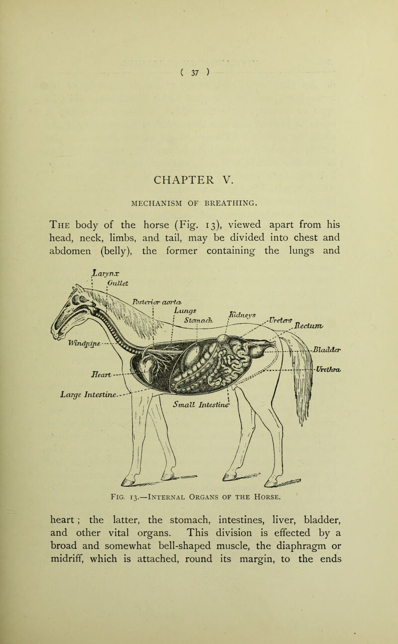 CHAPTER V. MECHANISM OF BREATHING. The body of the horse (Fig. 13), viewed apart from his head, neck, limbs, and tail, may be divided into chest and abdomen (belly), the former containing the lungs and Larynx heart ; the latter, the stomach, intestines, liver, bladder, and other vital organs. This division is effected by a broad and somewhat bell-shaped muscle, the diaphragm or midriff, which is attached, round its margin, to the ends