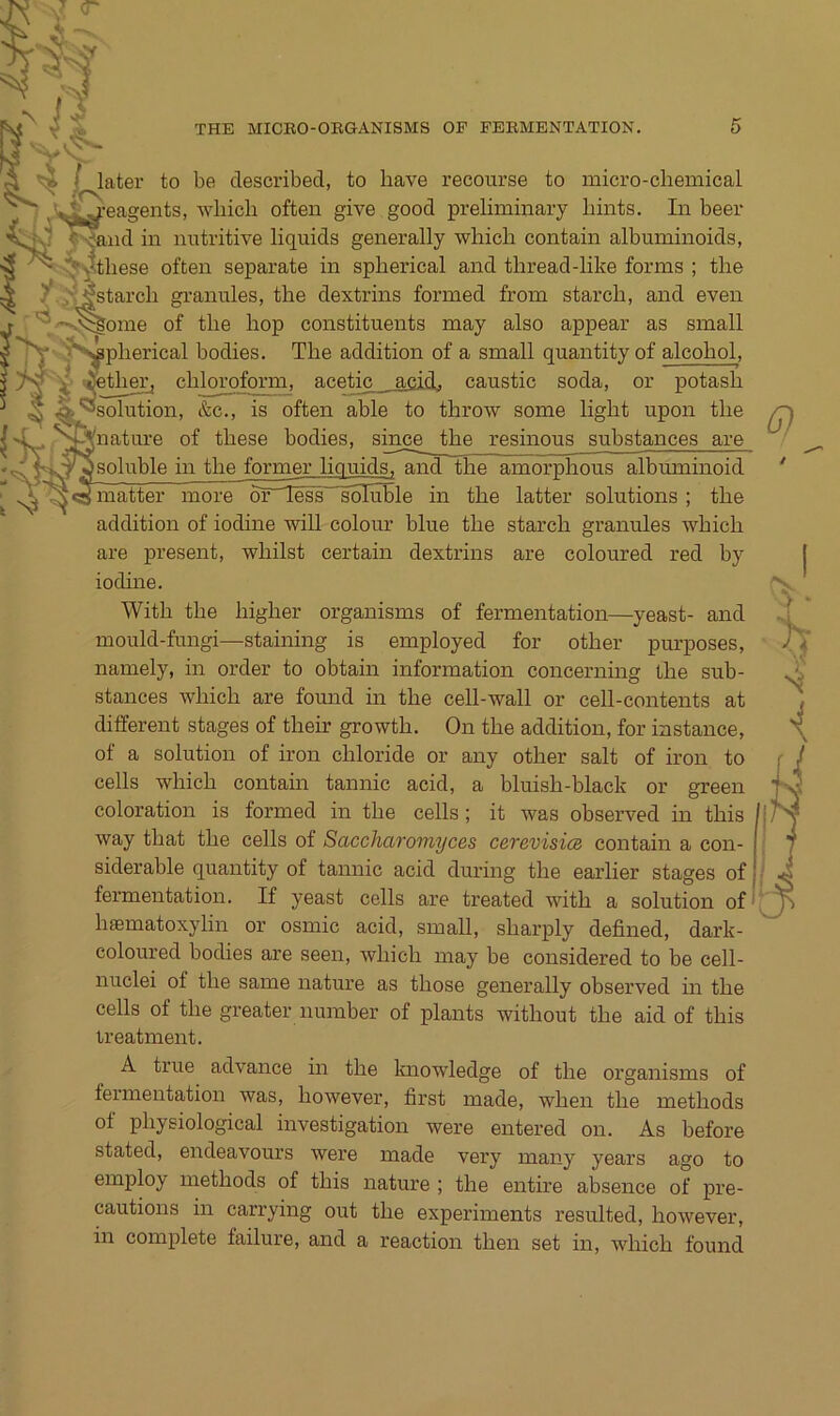 I later to be described, to have recourse to micro-chemical \^^-eas:ents, wliicli often give good preliminary liints. In beer f -;!and in nutritive liquids generally -whicli contain albuminoids, ^these often separate in spberical and thread-like forms ; tlie y..‘.\$starcli gi-anules, the dextrins formed from starcb, and even /-»v'v:gome of tbe hop constituents may also appear as small f^plierical bodies. The addition of a small quantity of alcohol, ■ieth^ chl^oform, ‘^Solution, &c., is often able acetie aeid. caustic soda, or potash to throw some light upon the nature of these bodies, since the resinous substances are soluble in the former liquids, and the amorphous albuminoid matter more or'less“'sbTuble in the latter Solutions ; the addition of iodine will colour blue the starch granules which are present, whilst certain dextrins are coloured red by iodine. With the higher organisms of fermentation—yeast- and mould-fungi—staining is employed for other purposes, namely, in order to obtain information concerning the sub- stances which are found in the ceU-wall or cell-contents at different stages of their growth. On the addition, for iastance, of a Solution of iron chloride or any other salt of iron to cells which contam tannic acid, a bluish-black or green coloration is formed in the cells; it was observed in this way that the cells of Saccharomyces cerevisice contain a con- siderable quantity of tannic acid during the earlier stages of fermentation. If yeast cells are treated with a solution of haematoxylin or osmic acid, small, sharply defined, dark- coloured bodies are seen, which may be considered to be cell- nuclei of the same nature as those generally observed in the cells of the greater number of plants without the aid of this ireatment. A true advance in the knowledge of the organisms of fermentation was, however, first made, when the methods of physiological investigation were entered on. As before stated, endeavours were made very many years ago to employ methods of this nature ; the entire absence of pre- cautions in carrying out the experiments resulted, however, in complete failure, and a reaction then set in, which found G)