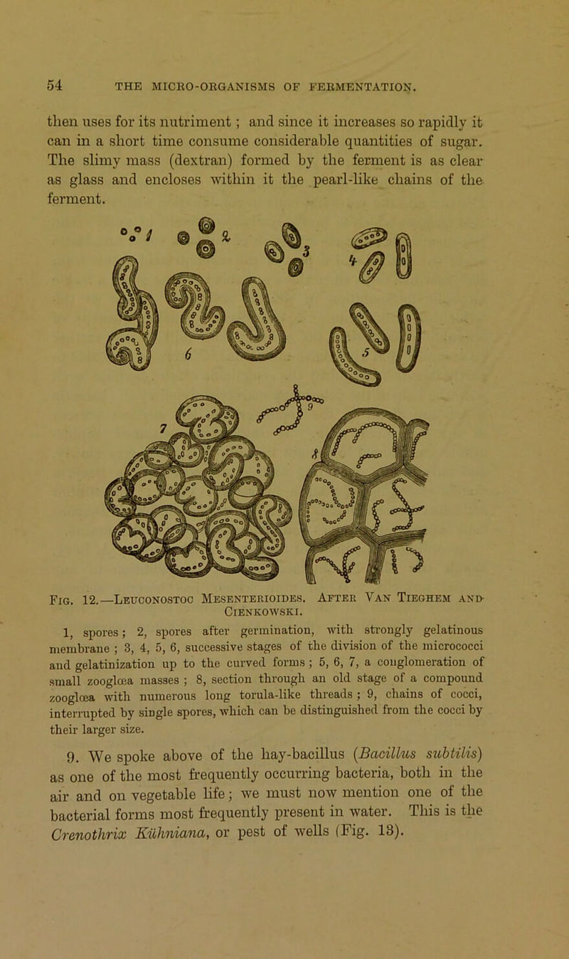 tlien uses for its nutriment; and since it increases so rapidly it can in a short time consume considerable quantities of sugar. The slimy mass (dextran) formed by the ferment is as clear as glass and encloses within it the pearl-like chains of the ferment. Fig. 12.—Leuconostoc Mesenterioides. After Van Tieghem and- ClENKOWSKI. 1, spores; 2, spores after germination, with steongly gelatinous niembrane ; 3, 4, 5, 6, successive stages of tlie division of tlie inicrococci and gelatinization up to the curved forms ; 5, 6, 7, a couglomeration of small zooglcea masses ; 8, section through an old stage of a compound zooglcea with numerous long torula-like threads ^ 9, chains of cocci, inten-upted by single spores, which can be distinguished from the cocci by their larger size. 9. We spoke above of the hay-bacillus {Bacillus suhtilis) as one of the most frequently occurring bacteria, both in the air and on vegetable life; we must now mention one of the bacterial forms most frequently present in water. This is the Crenothrix Kühniana, or pest of wells (Fig. 13).