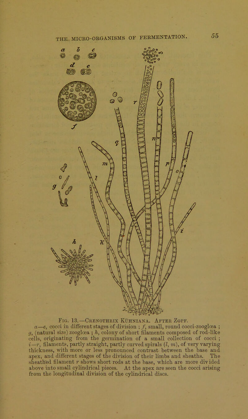 Fig. 13.—Ckenothrix Kühniana. After Zopf. rt—e, cocci in different stages of division ; /, small, round cocci-zoogloea ; (j, (natural size) zoogloea ; h, colony of short filaments composed of rod-like eells, originating from the germination of a small collection of cocci ; i—r, filaments, partly straight, partly curvedspirals (l, m), of very varying thickness, witli more or less pronounced conti'ast between the base and apex, and different stages of the division of their limbs and sheaths. The sneathed filament r shows short rods at the base, which are more divided above into small cylindrical pieces. At the apex are seen the cocci arising from the longitudinal division of the cylindrical discs.