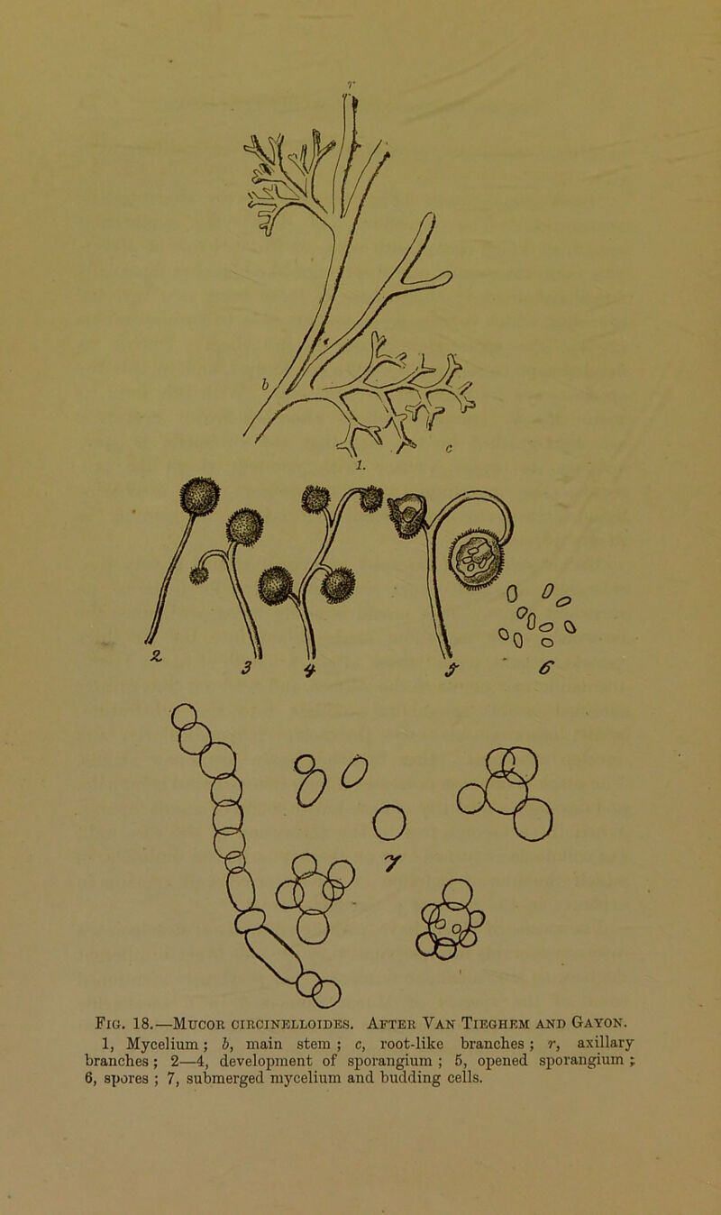 Fig. 18.—Mucoe ciroinelloides. After Van Tieghem and Gayon. 1, Mycelium; h, main stem ; c, root-like branches; r, axillary branches; 2—4, development of sporangium ; 6, opened sporangium ;