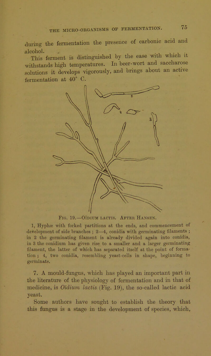 during the fermentation tlie presence of carbonic acid and alcoliol. . • T 1 • 1 This ferment is distinguislied by tbe ease witli wbicli it withstands higb temperatures. In beer-wort and Saccharose Solutions it develops vigorously, and brings about an active fermentation at 40° C. Fig. 19.—Oidium lactis. After Haxsen. 1, Hyph® witli forked partitions at the ends, and commencement of development of side branches ; 2—4, conidia with germinating filaments ; in 2 the germinating filament is already divided again into conidia, in 3 the conidium has given rise to a smaller and a larger germinating filament, the latter of which has separated itself at the point of forma- tion; 4, two conidia, resembling yeast-cells in shape, beginning to germinate. 7. A mould-fungus, wbich has played an important part in the literature of the physiology of fermentation and in that of medicine, is O'idium lactis (Fig. 19), the so-called lactic acid yeast. Some authors have sought to establish the theory that this fungus is a stage in the development of species, which.