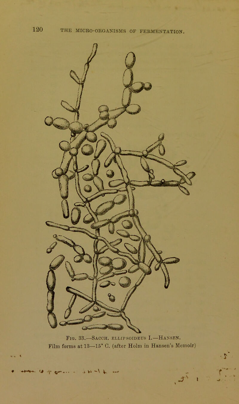 Fio. 33.—Sacch. ELLtPsoiDEus I.—Hansen. Film forms at 13—16’ C. (after Holm in Hansen’s Memoir) J \ s