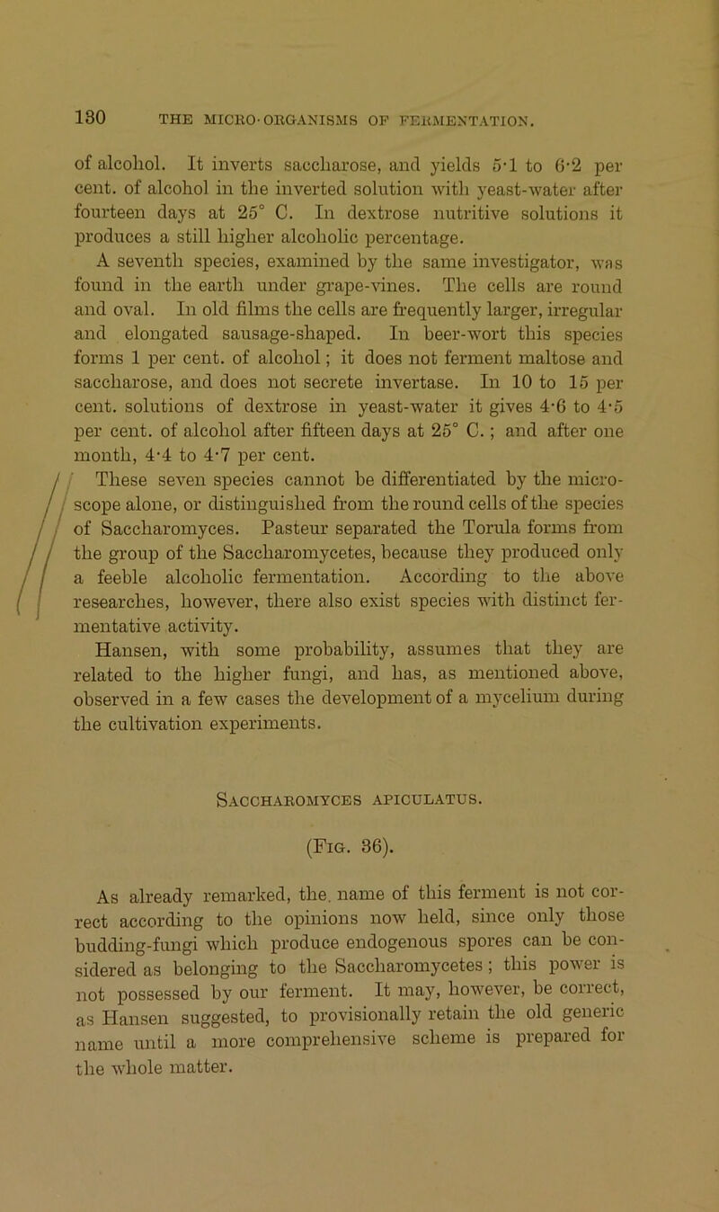 of alcoliol. It inverts saccliarose, and yields 5-1 to 6'2 per Cent, of alcohol in the inverted solution witli yeast-water after fourteen days at 25° C. In dextrose nutritive Solutions it produces a still liiglier alcoliolic percentage. A seventh species, exainined by the saine investigator, -was found in the earth under gi’ape-vines. The cells are round and oval. In old films the cells are frequently larger, irregulär and elongated sausage-shaped. In beer-wort this species forms 1 per cent. of alcohol; it does not ferment maitose and Saccharose, and does not secrete invertase. In 10 to 15 per Cent. Solutions of dextrose in yeast-water it gives 4-6 to 4-5 per Cent, of alcohol after fifteen days at 25° C.; and after one month, 4-4 to 4-7 per cent. These seven species cannot be differentiated by the micro- scope alone, or distinguished from the round cells ofthe species of Saccharomyces. Pasteur separated the Torula forms from the group of the Saccharomycetes, because they produced only a feeble alcoholic fermentation. According to tlie above researches, however, there also exist species with distinct fer- mentative activity. Hansen, with some probability, assumes that they are related to the higher fungi, and has, as mentioned above, observed in a few cases the development of a mycelium during the cultivation experiments. Saccharomyces apiculatus. (Fig. 36). As already remarked, the. name of this ferment is not cor- rect according to the opinions now held, since only those budding-fungi which produce endogenous spores can be con- sidered as belonging to the Saccharomycetes; this power is not possessed by our ferment. It may, however, be coiiect, as Hansen suggested, to provisionally retain the old generic name until a more comprehensive scheine is prepared for the whole matter.