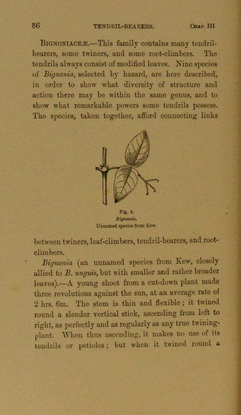 Bignoniace^e.—This family contains many tendril- bearers, some twiners, and some root-climbers. The tendrils always consist of modified leaves. Nine species of Bignonia, selected by hazard, are here described, in order to show what diversity of structure and action there may be within the same genus, and to show what remarkable powers some tendrils possess. The species, taken together, afford connecting links Fig. 5. Bignonia. Unnamed species from Kew. between twiners, leaf-climbers, tendril-bearers, and root- climbers. Bignonia (an unnamed species from Kew, closely allied to B. unguis, but with smaller and rather broader leaves).—A young shoot from a cut-down plant made three revolutions against the sun, at an average rate of 2 hrs. 6m. The stem is thin and flexible; it twined round a slender vertical stick, ascending from left to right, as perfectly and as regularly as any true twining- plant. When thus ascending, it makes no use of its tendrils or petioles; but when it twined round a