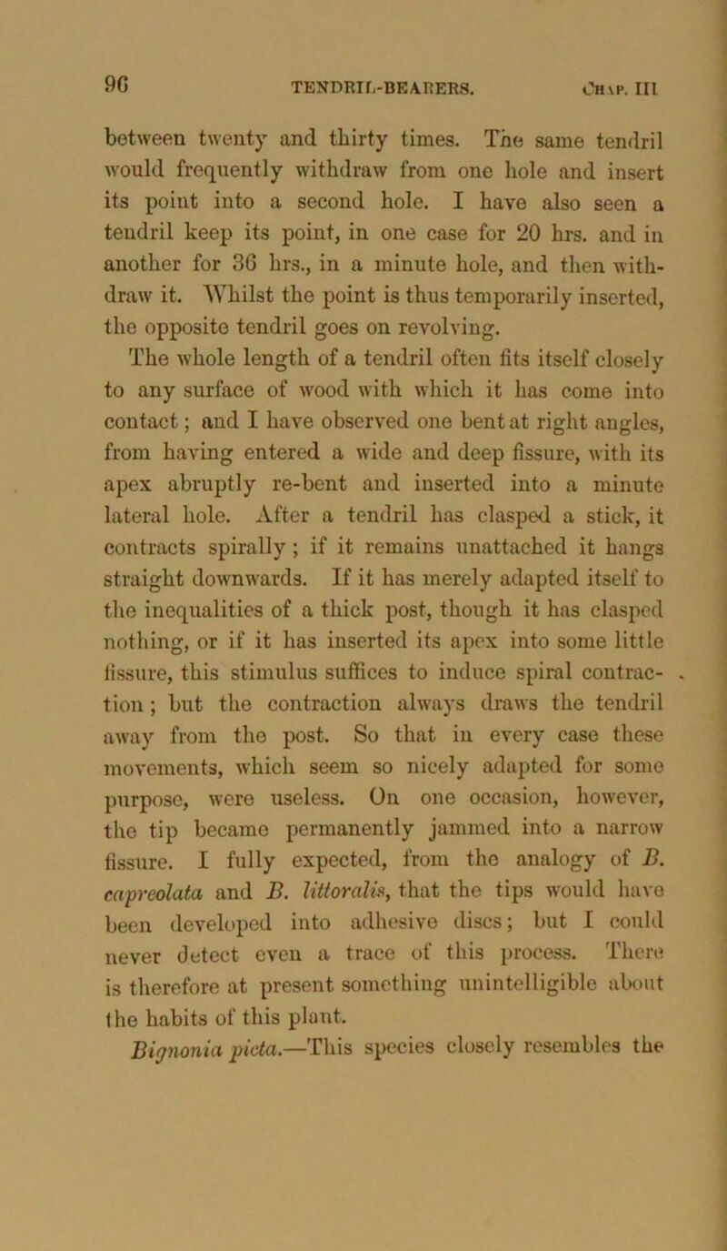 9G between twenty and thirty times. The same tendril would frequently withdraw from one hole and insert its point into a second hole. I have also seen a tendril keep its point, in one case for 20 hrs. and in another for 36 hrs., in a minute hole, and then with- draw it. Whilst the point is thus temporarily inserted, the opposite tendril goes on revolving. The whole length of a tendril often fits itself closely to any surface of wood with which it has come into contact; and I have observed one bent at right angles, from having entered a wide and deep fissure, with its apex abruptly re-bent and inserted into a minute lateral hole. After a tendril has clasped a stick, it contracts spirally; if it remains unattached it hangs straight downwards. If it has merely adapted itself to the inequalities of a thick post, though it has clasped nothing, or if it has inserted its apex into some little fissure, this stimulus suffices to induce spiral contrac- . tion; but the contraction always draws the tendril away from the post. So that in every case these movements, which seem so nicely adapted for some purpose, were useless. On one occasion, however, the tip became permanently jammed into a narrow fissure. I fully expected, from the analogy of B. capreolata and B. littoralis, that the tips would have been developed into adhesive discs; but I could never detect even a trace of this process. There is therefore at present something unintelligible about the habits of this plant. Bignonia picta,—This species closely resembles the