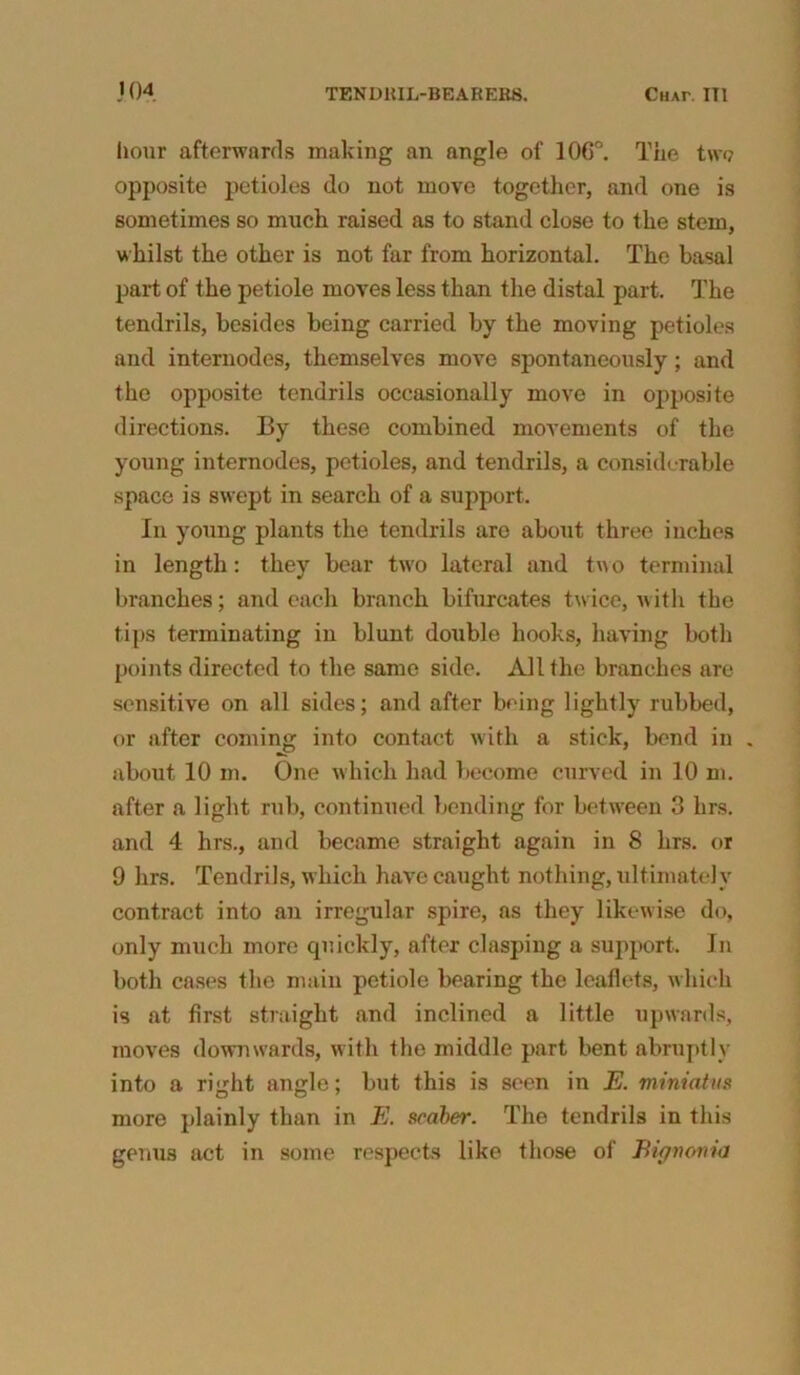 hour afterwards making an angle of 106°. The tw<? opposite petioles do not move together, and one is sometimes so much raised as to stand close to the stem, whilst the other is not far from horizontal. The basal part of the petiole moves less than the distal part. The tendrils, besides being carried by the moving petioles and internodes, themselves move spontaneously; and the opposite tendrils occasionally move in opposite directions. By these combined movements of the young internodes, petioles, and tendrils, a considerable space is swept in search of a support. In young plants the tendrils are about three inches in length: they bear two lateral and two terminal branches; and each branch bifurcates twice, with the tips terminating in blunt double hooks, having both points directed to the same side. All the branches are sensitive on all sides; and after being lightly rubbed, or after coming into contact with a stick, bend in . about 10 m. One which had become curved in 10 m. after a light rub, continued bending for between 3 lirs. and 4 hrs., and became straight again in 8 lirs. or 9 hrs. Tendrils, which have caught nothing, ultimately contract into an irregular spire, as they likewise do, only much more quickly, after clasping a support. In both cases the main petiole bearing the leaflets, which is at first straight and inclined a little upwards, moves downwards, with the middle part bent abruptly into a right angle; but this is seen in E. miniatus more plainly than in E. scaler. The tendrils in this genus act in some respects like those of Bignmia