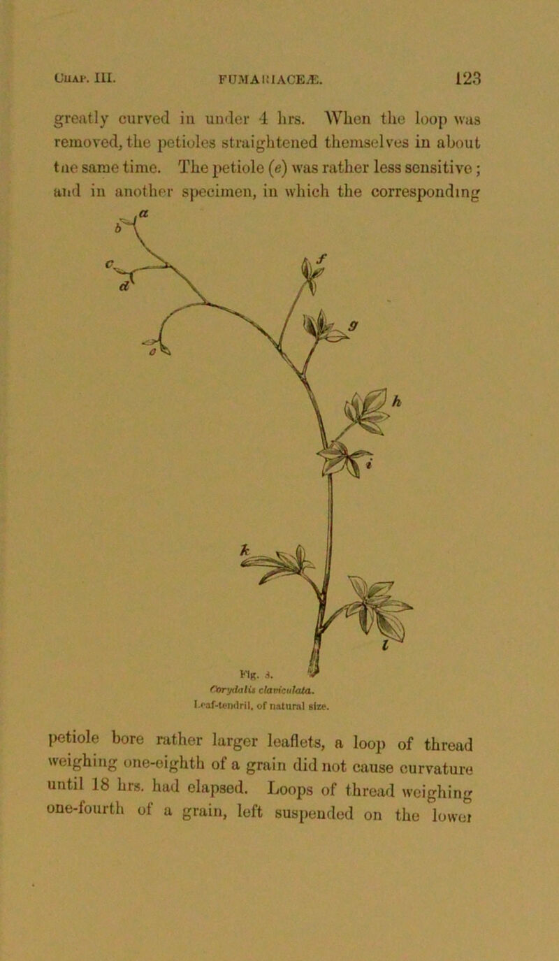 greatly curved in under 1 hrs. When the loop was removed,the petioles straightened themselves in about tne same time. The petiole (e) was rather less sensitive; and in another specimen, in which the corresponding CorydalU claviculata. Loaf-tendril, of natural size. petiole bore rather larger leaflets, a loop of thread weighing one-eighth ol a grain did not cause curvature until 18 lirs. had elapsed. Loops of thread weighing one-fourth of a grain, left suspended on the lowei