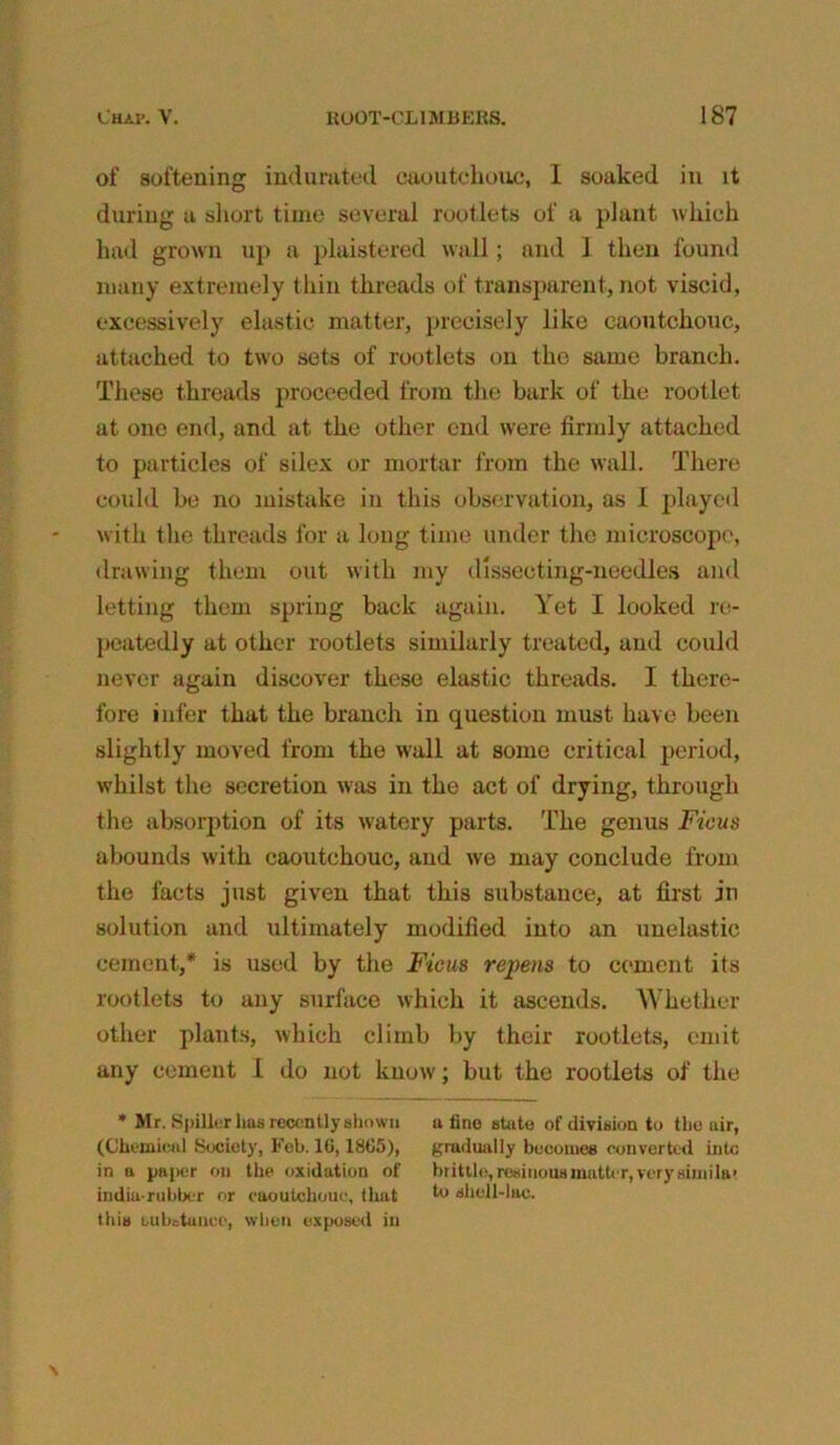 of softening indurated caoutchouc, I soaked in it during a short time several rootlets of a plant which had grown up a plaistered wall; and I then found many extremely thin threads of transparent, not viscid, excessively elastic matter, precisely like caoutchouc, attached to two sets of rootlets on the same branch. These threads proceeded from the bark of the rootlet at one end, and at the other end were firmly attached to particles of silex or mortar from the wall. There could be no mistake in this observation, as I played with the threads for a long time under the microscope, drawing them out with my dlssecting-needles and letting them spring back again. Yet I looked re- peatedly at other rootlets similarly treated, and could never again discover these elastic threads. I there- fore infer that the branch in question must have been slightly moved from the wall at some critical period, whilst the secretion was in the act of drying, through the absorption of its watery parts. The genus Ficus abounds with caoutchouc, and we may conclude from the facts just given that this substance, at first in solution and ultimately modified into an unelastic cement,* is used by the Ficus rejyens to cement its rootlets to any surface which it ascends. Whether other plants, which climb by their rootlets, emit any cement 1 do not know; but the rootlets of the * Mr. Spiller lias recently shown a fine state of division to the air, (Chemical Society, Feb. 16,1865), gradually becomes converted into in a paper on the oxidation of brittle,resinousmntter,veryaiinila> india-rubber or caoutchouc, that h) shell-lac. this substance, when exposed in