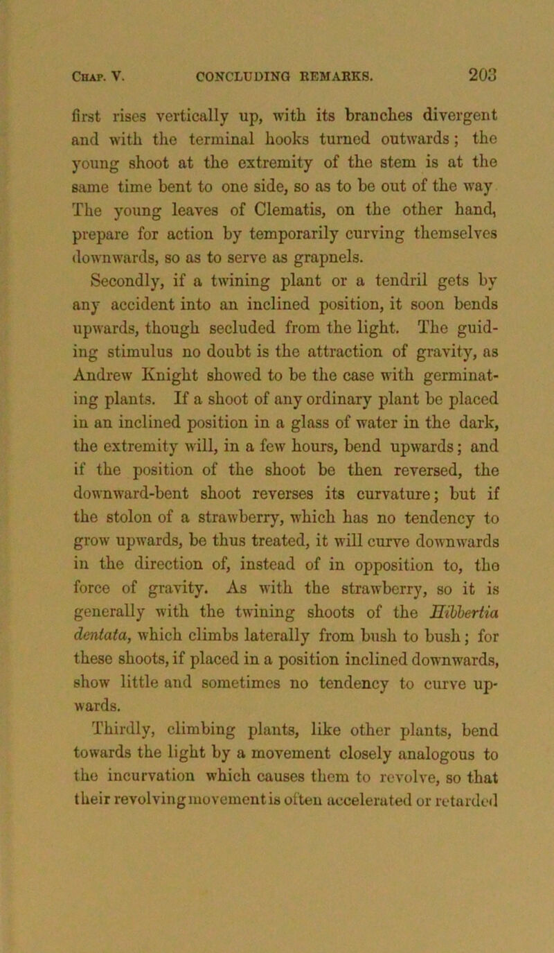 first rises vertically up, with its branches divergent and with the terminal hooks turned outwards; the young shoot at the extremity of the stem is at the same time bent to one side, so as to be out of the way The young leaves of Clematis, on the other hand, prepare for action by temporarily curving themselves downwards, so as to serve as grapnels. Secondly, if a twining plant or a tendril gets by any accident into an inclined position, it soon bends upwards, though secluded from the light. The guid- ing stimulus no doubt is the attraction of gravity, as Andrew Knight showed to be the case with germinat- ing plants. If a shoot of any ordinary plant be placed in an inclined position in a glass of water in the dark, the extremity will, in a few hours, bend upwards; and if the position of the shoot be then reversed, the downward-bent shoot reverses its curvature; but if the stolon of a strawberry, which has no tendency to grow upwards, be thus treated, it will curve downwards in the direction of, instead of in opposition to, the force of gravity. As with the strawberry, so it is generally with the twining shoots of the Hibbertia dentata, which climbs laterally from bush to bush; for these shoots, if placed in a position inclined downwards, show little and sometimes no tendency to curve up- wards. Thirdly, climbing plants, like other plants, bend towards the light by a movement closely analogous to the incurvation which causes them to revolve, so that their revolving movement is often accelerated or retarded