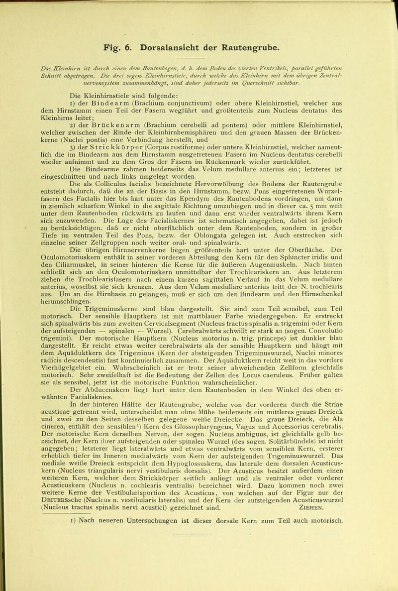 Das Kleinhirn ist durch einen dem Rauteribogen, d. h. dem. Boden des vierten Ventrikels, parallel geführten Schnitt abgetragen. Die drei sogen. Kleinhirnstiele, durch welche das Kleinhirn mit dem übrigen Zentral- nervensystem zusammenhängt, sind daher jederseits im Querschnitt sichtbar. Die Kleinhirnstiele sind folgende: 1) der Bindearm (Brachium conjunctivum) oder obere Kleinhirnstiel, welcher aus dem Hirnstamm einen Teil der Fasern wegführt und größtenteils zum Nucleus dentatus des Kleinhirns leitet; 2) der Brückenarm (Brachium cerebelli ad pontem) oder mittlere Kleinhirnstiel, welcher zwischen der Rinde der Kleinhirnhemisphären und den grauen Massen der Brücken- kerne (Nuclei pontis) eine Verbindung herstellt, und 3) der Strickkörper (Corpus restiforme) oder untere Kleinhirnstiel, welcher nament- lich die im Bindearm aus dem Hirnstamm ausgetretenen Fasern im Nucleus dentatus cerebelli wieder aufnimmt und zu dem Gros der Fasern im Rückenmark wieder zurückführt. Die Bindearme rahmen beiderseits das Velum medulläre anterius ein; letzteres ist eingeschnitten und nach links umgelegt worden. Die als Colliculus facialis bezeichnete Hervorwölbung des Bodens der Rautengrube entsteht dadurch, daß die an der Basis in den Hirnstamm, bezw. Pons eingetretenen Wurzel- fasern des Facialis hier bis hart unter das Ependym des Rautenbodens Vordringen, um dann in ziemlich scharfem Winkel in die sagittale Richtung umzubiegen und in dieser ca. 5 mm weit unter dem Rautenboden rückwärts zu laufen und dann erst wieder ventralwärts ihrem Kern sich zuzuwenden. Die Lage des Facialiskernes ist schematisch angegeben, dabei ist jedoch zu berücksichtigen, daß er nicht oberflächlich unter dem Rautenboden, sondern in großer Tiefe im ventralen Teil des Pons, bezw. der Oblongata gelegen ist. Auch erstrecken sich einzelne seiner Zellgruppen noch weiter oral- und spinalwärts. Die übrigen Hirnnervenkerne liegen größtenteils hart unter der Oberfläche. Der Oculomotoriuskern enthält in seiner vorderen Abteilung den Kern für den Sphincter iridis und den Ciliarmuskel, in seiner hinteren die Kerne für die äußeren Augenmuskeln. Nach hinten schließt sich an den Oculomotoriuskern unmittelbar der Trochleariskern an. Aus letzterem ziehen die Trochlearisfasern nach einem kurzen sagittalen Verlauf in das Velum medulläre anterius, woselbst sie sich kreuzen. Aus dem Velum medulläre anterius tritt der N. trochlearis aus. Um an die Hirnbasis zu gelangen, muß er sich um den Bindearm und den Hirnschenkel herumschlingen. Die Trigeminuskerne sind blau dargestellt. Sie sind zum Teil sensibel, zum Teil motorisch. Der sensible Hauptkern ist mit mattblauer Farbe wiedergegeben. Er erstreckt sich spinalwärts bis zum zweiten Cervicalsegment (Nucleus tractus spinalis n. trigemini oder Kern der aufsteigenden •— spinalen — Wurzel). Cerebrahvärts schwillt er stark an (sogen. Convolutio trigemini). Der motorische Hauptkern (Nucleus motorius n. trig. princeps) ist dunkler blau dargestellt. Er reicht etwas weiter cerebralwärts als der sensible Hauptkern und hängt mit dem Aquäduktkern des Trigeminus (Kern der absteigenden Trigeminuswurzel, Nuclei minores radicis descendentis) fast kontinuierlich zusammen. Der Aquäduktkern reicht weit in das vordere Vierhügelgebiet ein. Wahrscheinlich ist er trotz seiner abweichenden Zellform gleichfalls motorisch. Sehr zweifelhaft ist die Bedeutung der Zellen des Locus caeruleus. Früher galten sie als sensibel, jetzt ist die motorische Funktion wahrscheinlicher. Der Abducenskern liegt hart unter dem Rautenboden in dem Winkel des oben er- wähnten Facialisknies. In der hinteren Hälfte der Rautengrube, welche von der vorderen durch die Striae acusticae getrennt wird, unterscheidet man ohne Mühe beiderseits ein mittleres graues Dreieck und zwei zu den Seiten desselben gelegene weiße Dreiecke. Das graue Dreieck, die Ala cinerea, enthält den sensiblen1) Kern des Glossopharyngeus, Vagus und Accessorius cerebralis. Der motorische Kern derselben Nerven, der sogen. Nucleus ambiguus, ist gleichfalls gelb be- zeichnet, der Kern ihrer aufsteigenden oder spinalen Wurzel (des sogen. Solitärbündels) ist nicht angegeben; letzterer liegt lateralwärts und etwas ventralwärts vom sensiblen Kern, ersterer erheblich tiefer im Inneren medialwärts vom Kern der aufsteigenden Trigeminuswurzel. Das mediale weiße Dreieck entspricht dem Hypoglossuskern, das laterale dem dorsalen Acusticus- kern (Nucleus triangularis nervi vestibularis dorsalis). Der Acusticus besitzt außerdem einen weiteren Kern, welcher dem Strickkörper seitlich anliegt und als ventraler oder vorderer Acusticuskern (Nucleus n. cochlearis ventralis) bezeichnet wird. Dazu kommen noch zwei weitere Kerne der Vestibularisportion des Acusticus, von welchen auf der Figur nur der DElTERSsche (Nucleus n. vestibularis lateralis) und der Kern der aufsteigenden Acusticuswurzel (Nucleus tractus spinalis nervi acustici) gezeichnet sind. Ziehen. I) Nach neueren Untersuchungen ist dieser dorsale Kern zum Teil auch motorisch.