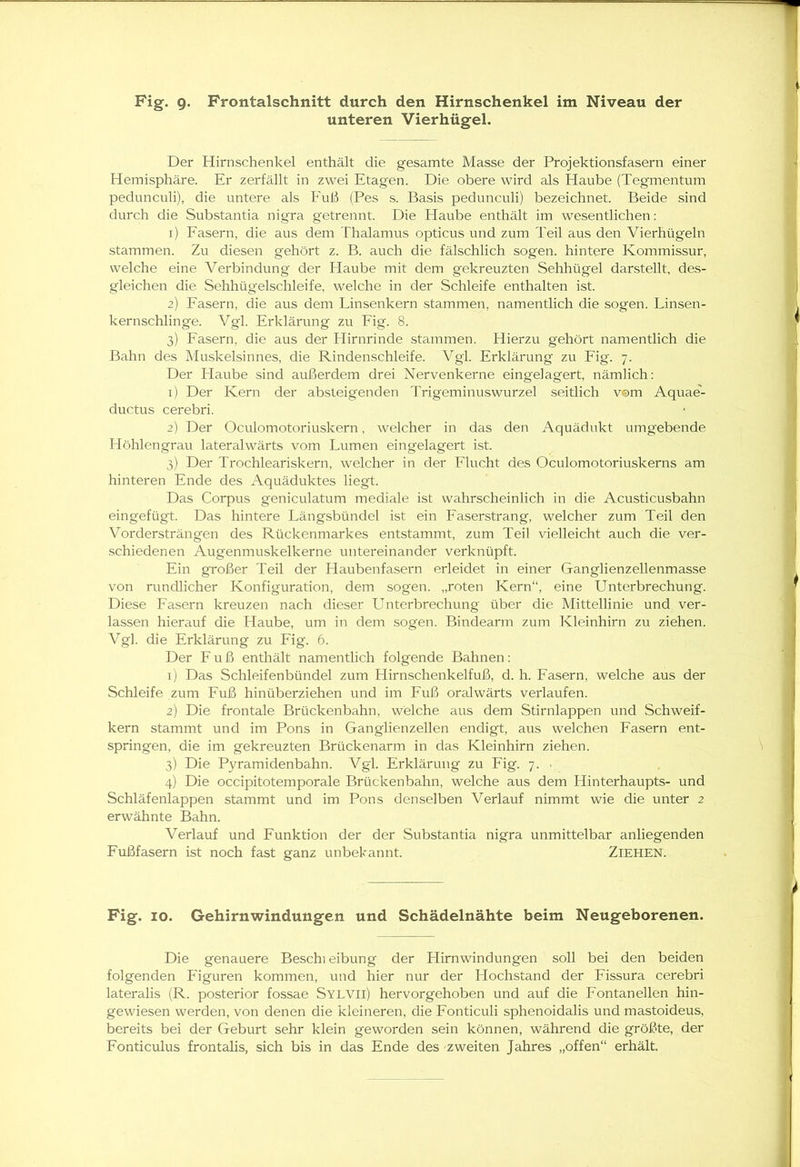 unteren Vierhügel. Der Hirnschenkel enthält die gesamte Masse der Projektionsfasern einer Hemisphäre. Er zerfällt in zwei Etagen. Die obere wird als Haube (Tegmentum pedunculi), die untere als Fuß (Pes s. Basis pedunculi) bezeichnet. Beide sind durch die Substantia nigra getrennt. Die Haube enthält im wesentlichen: 1) Fasern, die aus dem Thalamus opticus und zum Teil aus den Vierhügeln stammen. Zu diesen gehört z. B. auch die fälschlich sogen, hintere Kommissur, welche eine Verbindung der Haube mit dem gekreuzten Sehhügel darstellt, des- gleichen die Sehhügelschleife, welche in der Schleife enthalten ist. 2) Fasern, die aus dem Linsenkern stammen, namentlich die sogen. Linsen- kernschlinge. Vgl. Erklärung zu Fig. 8. 3) Fasern, die aus der Hirnrinde stammen. Hierzu gehört namentlich die Bahn des Muskelsinnes, die Rindenschleife. Vgl. Erklärung zu Fig. 7. Der Haube sind außerdem drei Nervenkerne eingelagert, nämlich: 1) Der Kern der absteigenden Trigeminuswurzel seitlich vom Aquae'- ductus cerebri. 2) Der Oculomotoriuskern, welcher in das den Aquädukt umgebende Höhlengrau lateralwärts vom Lumen eingelagert ist. 3) Der Trochleariskern, welcher in der Flucht des Oculomotoriuskerns am hinteren Ende des Aquäduktes liegt. Das Corpus geniculatum mediale ist wahrscheinlich in die Acusticusbahn eingefügt. Das hintere Längsbündel ist ein Faserstrang, welcher zum Teil den Vordersträngen des Rückenmarkes entstammt, zum Teil vielleicht auch die ver- schiedenen Augenmuskelkerne untereinander verknüpft. Ein großer Teil der Haubenfasern erleidet in einer Ganglienzellenmasse von rundlicher Konfiguration, dem sogen, „roten Kern“, eine Unterbrechung. Diese Fasern kreuzen nach dieser Unterbrechung über die Mittellinie und ver- lassen hierauf die Haube, um in dem sogen. Bindearm zum Kleinhirn zu ziehen. Vgl. die Erklärung zu Fig. 6. Der Fuß enthält namentlich folgende Bahnen: 1) Das Schleifenbündel zum Hirnschenkelfuß, d. h. Fasern, welche aus der Schleife zum Fuß hinüberziehen und im Fuß oralwärts verlaufen. 2) Die frontale Brückenbahn, welche aus dem Stirnlappen und Schweif- kern stammt und im Pons in Ganglienzellen endigt, aus welchen Fasern ent- springen, die im gekreuzten Brückenarm in das Kleinhirn ziehen. 3) Die Pyramidenbahn. Vgl. Erklärung zu Fig. 7. . 4) Die occipitotemporale Brückenbahn, welche aus dem Hinterhaupts- und Schläfenlappen stammt und im Pons denselben Verlauf nimmt wie die unter 2 erwähnte Bahn. Verlauf und Funktion der der Substantia nigra unmittelbar anliegenden Fußfasern ist noch fast ganz unbekannt. Ziehen. Fig. 10. Gehirnwindungen und Schädelnähte beim Neugeborenen. Die genauere Beschi eibung der Hirnwindungen soll bei den beiden folgenden Figuren kommen, und hier nur der Hochstand der Fissura cerebri lateralis (R. posterior fossae Sl'LVll) hervorgehoben und auf die Fontanellen hin- gewiesen werden, von denen die kleineren, die Fonticuli sphenoidalis und mastoideus, bereits bei der Geburt sehr klein geworden sein können, während die größte, der Fonticulus frontalis, sich bis in das Ende des zweiten Jahres „offen“ erhält.