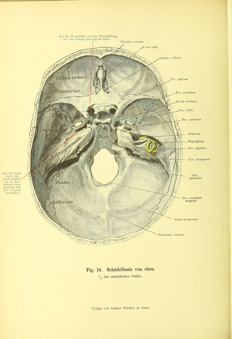 Schnecke Bogengänge For. jugulare Can. hypoglossi cribrosa For. opticum For. rotundum lcus caroticus . o^ale For. spinosum Sulcus transversus Eminentia cruciata Axe der Nasenhöhle von der Nasenöffnung bis zum Ostium pharyngeum tubae Foramen caecum Axe der Tube durch die bis zu dem Antrum tym- panicum und den Cellulae mastoideae Sulc. sigmoides • For. occipitale magnum Fig. 14. Schädelbasis von oben. 4/6 der natürlichen Größe.