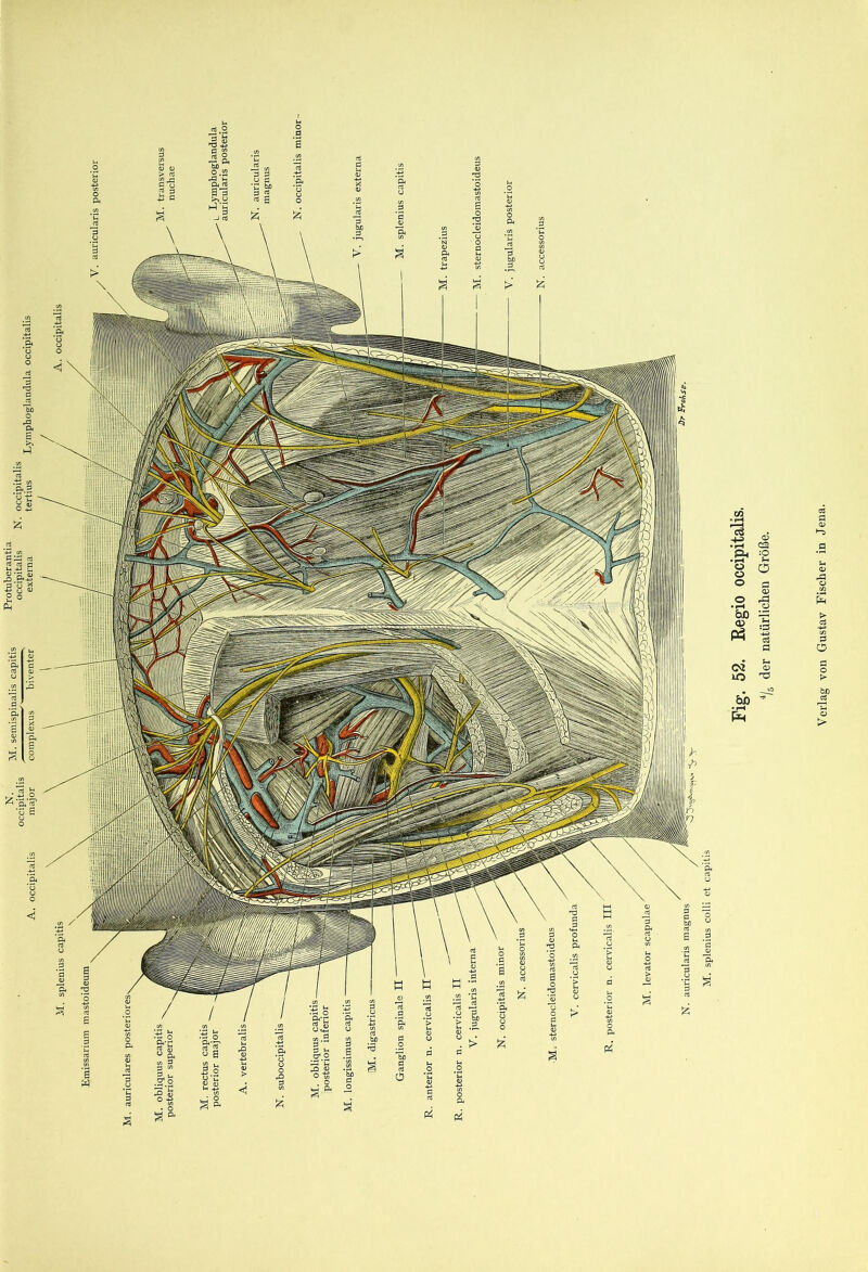 Emissarium mastoideum o Ö Fig. 52. Regio occipitalis. 4/r der natürlichen Größe.