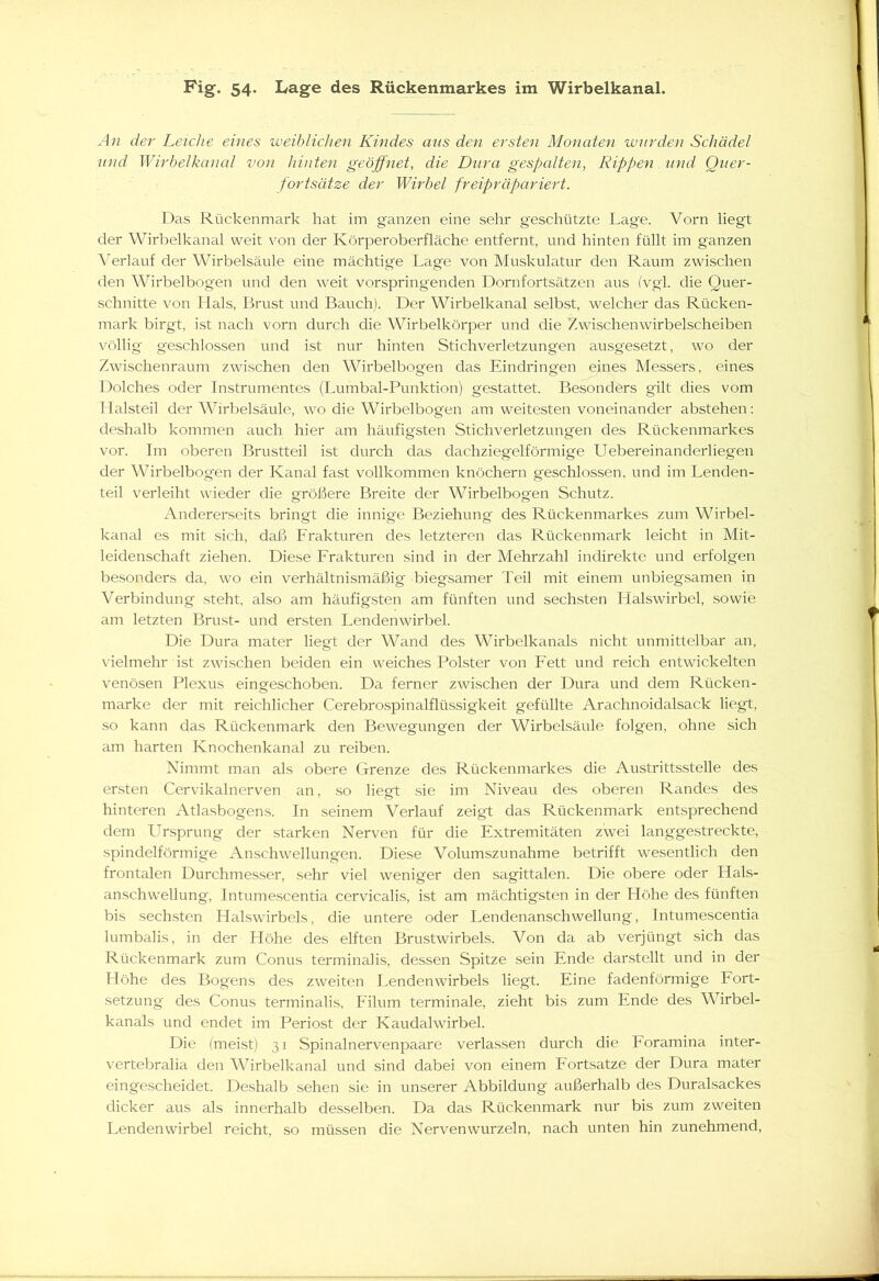 An der Leiche eines weiblichen Kindes aus den ersten Monaten wurden Schädel und Wirbelkanal von hinten geöffnet, die Dura gespalten, Rippen und Quer- fortsätze dev Wirbel freipräpariert. Das Rückenmark hat im ganzen eine sehr geschützte Lage. Vorn liegt der Wirbelkanal weit von der Körperoberfläche entfernt, und hinten füllt im ganzen Verlauf der Wirbelsäule eine mächtige Lage von Muskulatur den Raum zwischen den Wirbelbogen und den weit vorspringenden Dornfortsätzen aus (vgl. die Quer- schnitte von Hals, Brust und Bauch). Der Wirbelkanal selbst, welcher das Rücken- mark birgt, ist nach vorn durch die Wirbelkörper und die Zwischenwirbelscheiben völlig' geschlossen und ist nur hinten Stichverletzungen ausgesetzt, wo der Zwischenraum zwischen den Wirbelbogen das Eindringen eines Messers, eines Dolches oder Instrumentes (Lumbal-Punktion) gestattet. Besonders gilt dies vom Halsteil der Wirbelsäule, wo die Wirbelbogen am weitesten voneinander abstehen: deshalb kommen auch hier am häufigsten Stichverletzungen des Rückenmarkes vor. Im oberen Brustteil ist durch das dachziegelförmige Uebereinanderliegen der Wirbelbogen der Kanal fast vollkommen knöchern geschlossen, und im Lenden- teil verleiht wieder die größere Breite der Wirbelbogen Schutz. Andererseits bringt die innige Beziehung des Rückenmarkes zum Wirbel- kanal es mit sich, daß Frakturen des letzteren das Rückenmark leicht in Mit- leidenschaft ziehen. Diese Frakturen sind in der Mehrzahl indirekte und erfolgen besonders da, wo ein verhältnismäßig biegsamer Teil mit einem unbiegsamen in Verbindung steht, also am häufigsten am fünften und sechsten Halswirbel, sowie am letzten Brust- und ersten Lendenwirbel. Die Dura mater liegt der Wand des Wirbelkanals nicht unmittelbar an, vielmehr ist zwischen beiden ein weiches Polster von Fett und reich entwickelten venösen Plexus eingeschoben. Da ferner zwischen der Dura und dem Rücken- marke der mit reichlicher Cerebrospinalflüssigkeit gefüllte Arachnoidalsack liegt, so kann das Rückenmark den Bewegungen der Wirbelsäule folgen, ohne sich am harten Knochenkanal zu reiben. Nimmt man als obere Grenze des Rückenmarkes die Austrittsstelle des ersten Cervikalnerven an, so liegt sie im Niveau des oberen Randes des hinteren Atlasbogens. In seinem Verlauf zeigt das Rückenmark entsprechend dem Ursprung der starken Nerven für die Extremitäten zwei langgestreckte, spindelförmige Anschwellungen. Diese Volumszunahme betrifft wesentlich den frontalen Durchmesser, sehr viel weniger den sagittalen. Die obere oder Hals- anschwellung, Intumescentia cervicalis, ist am mächtigsten in der Höhe des fünften bis sechsten Halswirbels, die untere oder Lendenanschwellung, Intumescentia lumbalis, in der Höhe des elften Brustwirbels. Von da ab verjüngt sich das Rückenmark zum Conus terminalis, dessen Spitze sein Ende darstellt und in der Höhe des Bogens des zweiten Lendenwirbels liegt. Eine fadenförmige Fort- setzung' des Conus terminalis, Eilum terminale, zieht bis zum Ende des Wirbel- kanals und endet im Periost der Kaudalwirbel. Die (meist) 31 Spinalnervenpaare verlassen durch die Foramina inter- vertebralia den Wirbelkanal und sind dabei von einem Fortsatze der Dura mater eingescheidet. Deshalb sehen sie in unserer Abbildung außerhalb des Duralsackes dicker aus als innerhalb desselben. Da das Rückenmark nur bis zum zweiten Lendenwirbel reicht, so müssen die Nervenwurzeln, nach unten hin zunehmend,