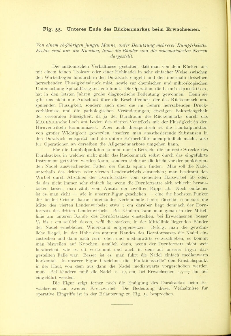 Von einem 18-jährigen jungen Manne, unter Benutzung mehrerer Rumpf Skelette. Rechts sind nur die Knochen, links die Bänder und die schematisierten Nerven dar gestellt. Die anatomischen Verhältnisse gestatten, daß man von dem Rücken aus mit einem feinen Troicart oder einer Hohlnadel in sehr einfacher Weise zwischen den Wirbelbogen hindurch in den Duralsack eingeht und den innerhalb desselben herrschenden Flüssigkeitsdruck mißt, sowie zur chemischen und mikroskopischen Untersuchung Spinalflüssigkeit entnimmt. Die Operation, die Lumbalpunktion, hat in den letzten Jahren große diagnostische Bedeutung' gewonnen. Denn sie gibt uns nicht nur Aufschluß über die Beschaffenheit der das Rückenmark um- spülenden Flüssigkeit, sondern auch über die im Gehirn herrschenden Druck- verhältnisse und die pathologischen Veränderungen, etwaigen Bakteriengehalt der cerebralen Flüssigkeit, da ja der Duralraum des Rückenmarks durch das MAGENDIEsche Loch am Boden des vierten Ventrikels mit der Flüssigkeit in den Hirnventrikeln kommuniziert. Aber auch therapeutisch ist die Lumbalpunktion von großer Wichtigkeit geworden, insofern man anästhesierende Substanzen in den Duralsack einspritzt und die untere Körperhälfte unempfindlich macht, also für Operationen an derselben die Allgemeinnarkose umgehen kann. Für die Lumbalpunktion kommt nur in Betracht die unterste Strecke des Duralsackes, in welcher nicht mehr das Rückenmark selbst durch das eingeführte Instrument getroffen werden kann, sondern sich nur die leicht vor der punktieren- den Nadel ausweichenden Fäden der Cauda equina finden. Man soll die Nadel unterhalb des dritten oder vierten Lendenwirbels einstechen; man bestimmt den Wirbel durch Abzählen der Dornfortsätze vom siebenten Halswirbel ab oder, da das nicht immer sehr einfach ist, wenn die Dornfortsätze sich schlecht heraus- tasten lassen, man zählt vom Ansatz der zwölften Rippe ab. Noch einfacher ist es, man zieht — wie in unserer Figur geschehen — eine die höchsten Punkte der beiden Cristae iliacae miteinander verbindende Linie; dieselbe schneidet die Mitte des vierten Lendenwirbels; etwa 2 cm darüber liegt demnach der Dorn- fortsatz des dritten Lendenwirbels. Bei Kindern kann man genau in der Mittel- linie am unteren Rande des Dornfortsatzes einstechen, bei Erwachsenen besser 1/2 bis 1 cm seitlich davon, weil die starken, in der Mittellinie liegenden Bänder der Nadel erheblichen Widerstand entgegensetzen. Befolgt man die gewöhn- liche Regel, in der Höhe des unteren Randes des Dornfortsatzes die Nadel ein- zustechen und dann nach vorn, oben und medianwärts vorzuschieben, so kommt man bisweilen auf Knochen, nämlich dann, wenn der Dornfortsatz nicht weit herabreicht, wie es oft vorkommt und auch in dem auf unserer Figur dar- gestellten Falle war. Besser ist es, man führt die Nadel einfach medianwärts horizontal. In unserer Figur bezeichnet die „Punktionsstelle“ den Einstichspunkt in der Haut, von dem aus dann die Nadel medianwärts vorgeschoben werden muß. Bei Kindern muß die Nadel 2—2,5 cm, bei Erwachsenen 4,5—7 cm tief eingeführt werden. Die Figur zeigt ferner noch die Endigung des Duralsackes beim Er- wachsenen am zweiten Kreuzwirbel. Die Bedeutung dieser AArhältnisse für