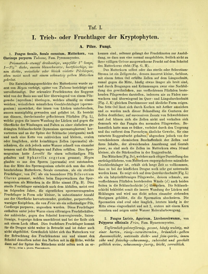I. Trieb- oder Fruchtlager der Kryptophyten. A. Pilze. Fungi. 1. Fungus Secalis, Secale cornutum, Mutterkorn, von Claviceps purpurea Tulasne, Fam. Pyrenomycetes. Prismatisch - stumpf dreikantige, ungefähr 1” lange, 1—P/f dicke, aussen blauschwarze, hartfleischige, in- nen dichte, weissliche oder bleich violette Pilzkörper, oben meist noch mit einem schmutzig gelben Mützchen gekrönt. Die Entwickelungsgeschichte des Mutterkorns wurde zu- erst von Meyen verfolgt, später von Tulasne berichtigt und vervollständigt. Der erkrankte Fruchtknoten des Roggens wird von der Basis aus und hier überwiegend von einem Pilz- gewebe (raycelium) überzogen, welches allmälig zu einem weichen, weisslichen männlichen Geschlechtslager (spermo- gonium) auswächst, das innen von Lücken unterbrochen, aussen mannigfaltig gewunden und gefaltet ist. Es besteht aus dünnen, durcheinander geflochtenen Pilzfäden (Fig. L), welche gegen die innere Wandung der Lücken und gegen die Oberfläche der Windungen und Falten zu einer einfachen ge- drängten Schlauchschicht (hymenium spermatophorum) her- vortreten und an der Spitze der Schläuche (sterigmata) nach und nach eine Kette von zahlreichen und kleinen, ovalen oder länglichen, nicht keimfähigen Zellen (spermatia) ab- schnüren, die sich jedoch unterWasser schnell von einander trennen und die Höhlungen und Falten erfüllen. Dies Sper- mogonium hatte Leveille für einen selbständigen Pilz gehalten und Sphacelia segetum genannt; Meyen glaubte es aus den Sporen (spermatia) erst entstanden. Aus der Mitte des Spermogonium erhebt sich nun das oben beschriebene Mutterkorn, Secale cornutum, als ein steriles Fruchtlager, von DC. als ein besonderer Pilz Sclerotium Clavus genannt, welches beim Emporwachsen das Sper- mogonium als Mützchen in die Höhe nimmt (Fig. B). Dies sterile Fruchtlager entwickelt nach dem Abfallen, meist erst im folgenden Jahre, die eigentlichen sporenerzeugenden Fruchtlager in Form sehr kleiner, in unbestimmter Anzahl aus der Oberfläche hervortretender, gestielter, purpurrother, warziger Knöpfchen, die von Fries als ein selbständiger Pilz, Cordiceps purpurea, angesehen wurden. Diese Fruchtlager enthalten unter jeder Warze einen eiförmigen Fruchtbehälter, der zahlreiche, gegen den Scheitel konvergierende, linien- förmige, 8-sporige Asken umschliesst und bei der Reife sich mit einem Loch öffnet. Dies fruchtbare Fruchtlager kommt für die Drogue nicht weiter in Betracht und ist daher auch nicht abgebildet. Gewöhnlich bildet sich das Mutterkorn vor der Befruchtung des Fruchtknotens aus und nimmt den Scheitel desselben nebst den Narben mit in die Höhe, welche dann auf der Spitze des Mützchens nicht selten noch zu er- Berg, Atlas z. pharm. Waarenkunde. kennen sind, seltener gelangt der Fruchtknoten zur Ausbil- dung, so dass nun eine normal ausgebildete, freilich nicht zu ihrer völligen Grösse ausgewachsene Frucht auf dem Scheitel des Mutterkorns steht (Fig. G, H). Das Mutterkorn selbst oder das sterile oder Sclerotium- Stroma ist ein Zellgewebe, dessen äusserst kleine, farblose, mit einem fetten Oel erfüllte Zellen auf dem Längsschnitt, zumal gegen die Mitte, häufig etwas länger als breit sind, und durch Beugungen und Krümmungen zwar eine Nachbil- dung des gewöhnlichen, aus verflochtenen Pilzfäden beste- henden Pilzgewebes darstellen, indessen nie zu Fäden aus- wachsen und überwiegend im Quer- und Längsdurchschnitt (Fig. J, K) gleichen Durchmesser und ähnliche Form zeigen. Das fette Oel lässt sich durch Kochen mit Aether ausziehen und es werden nach dieser Behandlung die Conturen der Zellen deutlicher; auf successiven Zusatz von Schwefelsäure und Jod bläuen sich die Zellen nicht und verhalten sich demnach wie das Fungin des normalen Pilzgewebes. Be- kanntlich hatte man es früher, verleitet durch den Ursprung und das entfernt dem Parenchym ähnliche Gewebe, für eine entartete Roggenfrucht gehalten; abgesehen jedoch von der verschiedenen chemischen Beschaffenheit der Zellen und ihres Inhalts, der abweichenden Anordnung und Gestalt jener, so sind auch die Zellen im Mutterkorn etwa 30mal kleiner, als die Stärkezellen in der Roggenfrucht. Das Mützchen (Fig. De), welches nach obiger Darstellung das zurückgebliebene, vom Mutterkorn emporgehobene männliche Geschlechtslager ist, erhält sich lange Zeit so vollkommen, dass es bei der käuflichen Drogue noch sehr gut untersucht werden kann. Es zeigt sich auf dem Querdurchschnitt (Fig. L) als ein labyrinthförmiges Pilzgewebe, dessen schmale, aus verflochtenen Pilzfäden bestehenden Wände (d) nach beiden Seiten in die Schlauchschicht (e) übergehen. Die Schlauch- schicht bekleidet somit die innere Wandung der Lücken und Höhlungen und wird aus dicht neben einander stehenden Sterigmen gebildet, die die Spermatien abschnüren. Die Spermatien sind oval oder länglich, letztere häufig in der Mitte etwas eingeschnürt und mit 2, erstere mit einem Kern versehen und zeigen unter Wasser Molecularbewegung. 2. Fungus Laricis, Agaricum, Lärchenschwamm, von Polyporus officinalis Fries, Fam. Hymenomycetes. Unförmlich-polsterförmig, gezont, häufig wulstig, mit einer harten, rissig - verwitternden, bräunlich - gelben Aussenschicht, unterseits dicht- und fein-porös, innen zähe und fleischig-schwammig, zubereitet und geschält gelblich weiss, schwammig-fasrig, leicht, zerreiblich.