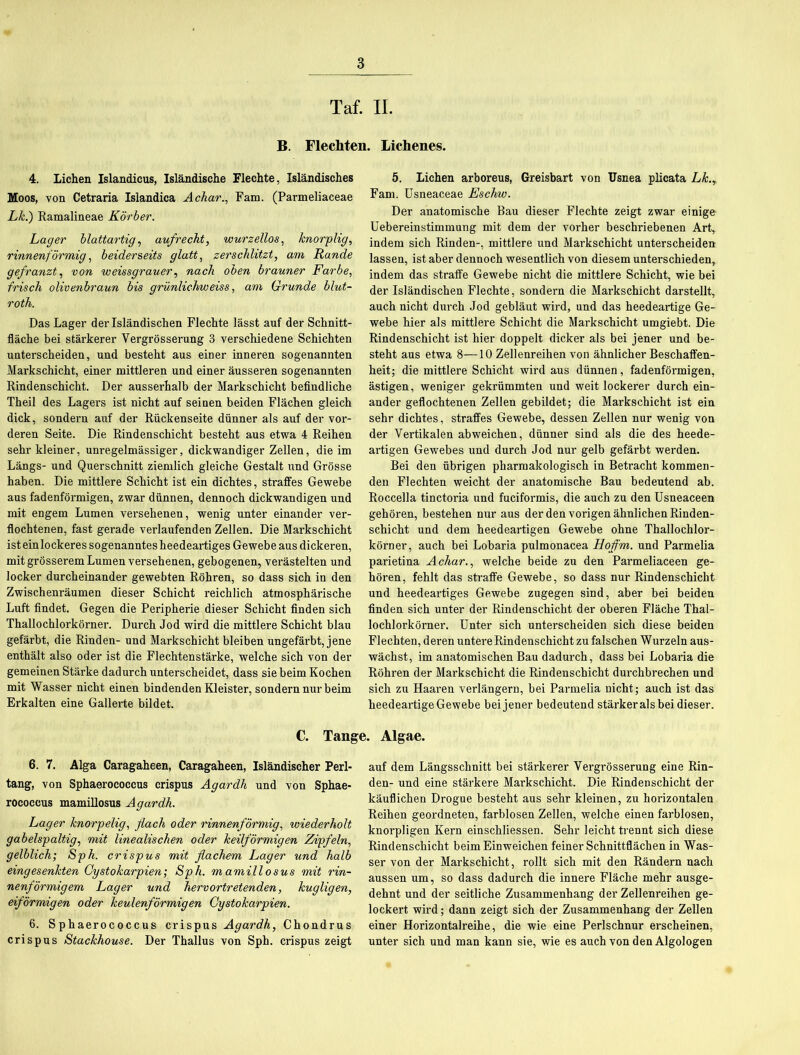 Taf. II. B. Flechten. Lichenes. 4. Lichen Islandicus, Isländische Flechte, Isländisches Moos, von Cetraria Islandica Achar., Fam. (Parmeliaceae Lk.) Ramalineae Korber. Lager blattartig, aufrecht, wurzellos, knorplig, rinnenförmig, beiderseits glatt, zerschlitzt, am Rande gefranzt, von weissgrauer, nach oben brauner Farbe, frisch olivenbraun bis grünlichweiss, am Grunde blut- roth. Das Lager der Isländischen Flechte lässt auf der Schnitt- fläche bei stärkerer Yergrösserung 3 verschiedene Schichten unterscheiden, und besteht aus einer inneren sogenannten Markschicht, einer mittleren und einer äusseren sogenannten Rindenschicht. Der ausserhalb der Markschicht befindliche Theil des Lagers ist nicht auf seinen beiden Flächen gleich dick, sondern auf der Rückenseite dünner als auf der vor- deren Seite. Die Rindenschicht besteht aus etwa 4 Reihen sehr kleiner, unregelmässiger, dickwandiger Zellen, die im Längs- und Querschnitt ziemlich gleiche Gestalt und Grösse haben. Die mittlere Schicht ist ein dichtes, straffes Gewebe aus fadenförmigen, zwar dünnen, dennoch dickwandigen und mit engem Lumen versehenen, wenig unter einander ver- flochtenen, fast gerade verlaufenden Zellen. Die Markschicht ist ein lockeres sogenanntes heedeartiges Gewebe aus dickeren, mit grösserem Lumen versehenen, gebogenen, verästelten und locker durcheinander gewebten Röhren, so dass sich in den Zwischenräumen dieser Schicht reichlich atmosphärische Luft findet. Gegen die Peripherie dieser Schicht finden sich Thallochlorkörner. Durch Jod wird die mittlere Schicht blau gefärbt, die Rinden- und Markschicht bleiben ungefärbt, jene enthält also oder ist die Flechtenstärke, welche sich von der gemeinen Stärke dadurch unterscheidet, dass sie beim Kochen mit Wasser nicht einen bindenden Kleister, sondern nur beim Erkalten eine Gallerte bildet. 5. Lichen arboreus, Greisbart von Usnea plicata Lk., Fam. Usneaceae Eschw. Der anatomische Bau dieser Flechte zeigt zwar einige Uebereinstimmung mit dem der vorher beschriebenen Art, indem sich Rinden-, mittlere und Markschicht unterscheiden lassen, ist aber dennoch wesentlich von diesem unterschieden, indem das straffe Gewebe nicht die mittlere Schicht, wie bei der Isländischen Flechte, sondern die Markschicht darstellt, auch nicht durch Jod gebläut wird, und das heedeartige Ge- webe hier als mittlere Schicht die Markschicht umgiebt. Die Rindenschicht ist hier doppelt dicker als bei jener und be- steht aus etwa 8—10 Zellenreihen von ähnlicher Beschaffen- heit; die mittlere Schicht wird aus dünnen, fadenförmigen, ästigen, weniger gekrümmten und weit lockerer durch ein- ander geflochtenen Zellen gebildet; die Markschicht ist ein sehr dichtes, straffes Gewebe, dessen Zellen nur wenig von der Vertikalen ab weichen, dünner sind als die des heede- artigen Gewebes und durch Jod nur gelb gefärbt werden. Bei den übrigen pharmakologisch in Betracht kommen- den Flechten weicht der anatomische Bau bedeutend ab. Roccella tinctoria und fuciformis, die auch zu den Usneaceen gehören, bestehen nur aus der den vorigen ähnlichen Rinden- schicht und dem heedeartigen Gewebe ohne Thallochlor- körner, auch bei Lobaria pulmonacea Hoffm. und Parmelia parietina Achar., welche beide zu den Parmeliaceen ge- hören, fehlt das straffe Gewebe, so dass nur Rindenschicht und heedeartiges Gewebe zugegen sind, aber bei beiden finden sich unter der Rindenschicht der oberen Fläche Thal- lochlorkörner. Unter sich unterscheiden sich diese beiden Flechten, deren untere Rindenschicht zu falschen Wurzeln aus- wächst, im anatomischen Bau dadurch, dass bei Lobaria die Röhren der Markschicht die Rindenschicht durchbrechen und sich zu Haaren verlängern, bei Parmelia nicht; auch ist das heedeartige Gewebe bei jener bedeutend stärker alsbei dieser. C. Tange. Algae. 6. 7. Alga Caragaheen, Caragaheen, Isländischer Perl- tang, von Sphaerococcus crispus Agardh und von Sphae- rococcus mamillosus Agardh. Lager knorpelig, flach oder rinnenförmig, wiederholt gabelspaltig, mit linealischen oder keilförmigen Zipfeln, gelblich; Sph. crispus mit flachem Lager und halb eingesenkten Cystokarpien; Sph. mamillosus mit i'in- nenförmigem Lager und hervortretenden, kugligen, eiförmigen oder keulenförmigen Cystokarpien. 6. Sphaerococcus crispus Agardh, Chondrus crispus Stackhouse. Der Thallus von Sph. crispus zeigt auf dem Längsschnitt bei stärkerer Yergrösserung eine Rin- den- und eine stärkere Markschicht. Die Rindenschicht der käuflichen Drogue besteht aus sehr kleinen, zu horizontalen Reihen geordneten, farblosen Zellen, welche einen farblosen, knorpligen Kern einschliessen. Sehr leicht trennt sich diese Rindenschicht beim Einweichen feiner Schnittflächen in Was- ser von der Markschicht, rollt sich mit den Rändern nach aussen um, so dass dadurch die innere Fläche mehr ausge- dehnt und der seitliche Zusammenhang der Zellenreihen ge- lockert wird; dann zeigt sich der Zusammenhang der Zellen einer Horizontalreihe, die wie eine Perlschnur erscheinen, unter sich und man kann sie, wie es auch von den Algologen