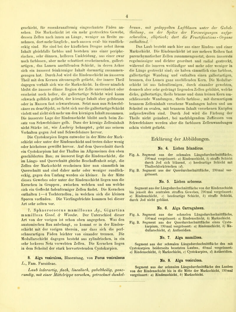 geschieht, für rosenkranzförmig eingeschnürte Fäden an- sehen. Die Markschicht ist ein mehr gestrecktes Gewebe, dessen Zellen nach innen an Lauge, weniger an Breite zu- nehmen, dort mehr länglich-, nach aussen oval- bis rundlich- eckig sind. Sie sind bei der käuflichen Drogue nebst ihrem Inhalt gleichfalls farblos und bestehen aus einer periphe- rischen, sehr dünnen, helleren Umkleidung, aus einer zwar noch farblosen, aber mehr schattiert erscheinenden, gallert- artigen, das Lumen ausfüllenden Schicht, in deren Achse sich ein äusserst feinkörniger Inhalt darmartig zusammen- gezogen hat. Durch Jod wird die Rindenschicht im äusseren Theil mit den Kernen zitronengelb gefärbt, der innere Theil dagegen verhält sich wie die Markschicht. In dieser nämlich bleibt die äussere dünne Region der Zelle unverändert oder erscheint noch heller, die gallertartige Schicht wird kaum schwach gelblich gefärbt, der körnige Inhalt aber gelbbraun oder in Massen fast schwarzbraun. Setzt man nun Schwefel- säure zu dem Objekt, so färbt sich nur die gallertartige Schicht violett und zieht sich mehr um den körnigen Inhalt zusammen. Die äusserste Lage der Rindenschicht bleibt auch beim Zu- satz von Schwefelsäure gelb. Dass der körnige Zelleninhalt nicht Stärke ist, wie Ludwig behauptet, geht aus seinem Verhalten gegen Jod und Schwefelsäure hervor. Die Cystokarpien liegen entweder in der Mitte der Mark- schicht oder unter der Rindenschicht und treten daher wenig oder höchstens gewölbt hervor. Auf dem Querschnitt durch ein Cystokarpium hat der Thallus im Allgemeinen den oben geschilderten Bau; zu äusserst liegt die Rindenschicht, die im Längs- und Querschnitt gleiche Beschaffenheit zeigt, die Zellen der Markschicht erscheinen hier nun sämmtlich im Querschnitt und sind daher mehr oder weniger rundlich- eckig, gegen den Umfang werden sie kleiner. In der Mitte dieses Gewebes oder unter der Rindenschicht liegen nun die Kernchen in Gruppen, zwischen welchen und um welche sich ein Geflecht fadenförmiger Zellen findet. Die Kernchen enthalten 1—4 Tochterzellen, in welchen sich die kleinen Sporen vorfinden. Die Vierlingsfrüchte kommen bei dieser Art sehr selten vor. 7. Sphaerococcus mamillosus Ag., Gigartina mamillosa Good. <$r Woodw. Der Unterschied dieser Art von der vorigen ist schon oben angegeben. Was den anatomischen Bau anbelangt, so kommt er in der Rinden- schicht mit der vorigen überein, nur dass sich die perfl- schnurartigen Fäden leichter von einander trennen. Die Medullarschicht dagegen besteht aus zylindrischen, in ein sehr lockeres Netz verwebten Zellen. Die Kernchen liegen in dem Scheitel der stark hervortretenden Cystokarpien. 8. Alga vesiculosa, Blasentang, von Fucus vesiculosus L., Farn. Fucoideae. Laub lederartig, flach, linealisch, gabeltheilig, ganz- a'cmdig, mit einer Mittelrippe versehen, getrocknet dunkel- braun, mit gedoppelten Luftblasen unter der Gabel- theilung, an der Spitze der Verzweigungen auf ge- schwollen, elliptisch; dort die Fructifications- Organe enthaltend. Das Laub besteht auch hier aus einer Rinden- und einer Markschicht. Die Rindenschicht ist aus mehren Reihen fast parenchymatischer Zellen zusammengesetzt, deren äusserste regelmässiger und dichter geordnet und radial gestreckt, während die inneren weitläufiger und mehr oder weniger in die Länge gestreckt sind; sie haben sämmtlich eine farblose, gallertartige Wandung und enthalten einen gallertartigen, braunen, das Lumen ganz ausfüllenden Kern. Die Medullar- schicht ist aus fadenförmigen, durch einander gewebten, dennoch aber sehr gedrängt liegenden Zellen gebildet, welche dicke, gallertartige, theils braune und dann keinen Kern urn- schliessende Wandungen, theils farblose, mit darmartigem braunem Zelleninhalt versehene Wandungen haben und am Scheitel zu ovalen, mit braunem Inhalt versehenen Knöpfen aufgeschwollen sind. Durch Jod wird die Färbung der Theile nicht geändert, bei nachfolgendem Zufliessen von Schwefelsäure werden aber die farblosen Zellenwandungen schön violett gefärbt. Erklärung der Abbildungen. No. 4. Lichen Islandicus. Fig. A. Segment aus der schmalen Längsdurchschnittfläche, 290mal vergrössert: a) Rindenschicht, b) straffe Schicht durch Jod sich bläuend, c) heedeartige Schicht mit Tballochlorkörnchen (d). Fig. B. Segment aus der Querdurchschnittfläche, 290mal ver- grössert. No. 5. Lichen arhoreus. Segment aus der Längsdurchschnittfläche von der Rindenschicht bis jenseit des zentralen straffen Gewebes, 290mal vergrössert: o) Rindenschicht, c) heedeartige Schicht, b) straffe Schicht, durch Jod nicht gebläut. No. 6. Alga Carragaheen. Fig. A. Segment aus der schmalen Längsdurchschnittfläche, 190mal vergrössert: a) Rindenschicht, b) Markschicht. Fig. B. Segment aus der Querdurcbschnittfläche eines Cysto- karpium, 190mal vergrössert: a) Rindenschicht, b) Me- dullarschicht, d) Antheridien. No. 7. Alga mamillosa. Segment aus der schmalen Längsdurchschnittfläche des mit Cystokarpien beiderseits besetzten Laubes, 40mal vergrössert: a) Rindenschicht, b) Markschicht, c) Cystokarpien, d) Antheridien. No. 8. Alga vesiculosa. Segment aus der schmalen Längsdurchnittfläche des Laubes von der Rindenschicht bis in die Mitte der Markschicht, 190 mal vergrössert: a) Rindenschicht, 6) Markschicht.