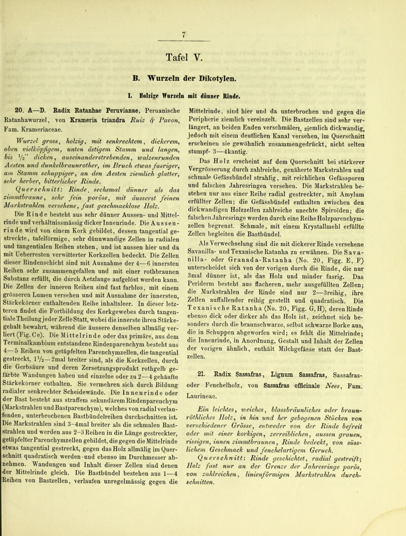 7 Tafel Y. B. Wurzeln der Dikotylen. 1. Holzige Wurzeln mit dünner Rinde. 20. A—D. Radix Ratanhae Peruvianae, Peruanische Ratanhawurzel, von Krameria triandra Ruiz ty Pavon, Fam. Krameriaceae. Wurzel gross, holzig, mit senkrechtem, dickerem, oben vielköpfigem, unten ästigem Stamm und langen, bis V2” dicken, aus einander streb enden, walzenrunden Aesten und dunkelbraunrother, im Bruch etwas fasriger, am Stamm schuppiger, an den Aesten ziemlich glatter, sehr herber, bitterlicher Rinde. Querschnitt: Rinde, sechsmal dünner als das zimmtbraune, seA?’ /« poröse, mit äusserst feinen Markstrahlen versehene, fast geschmacklose Holz. Die Rinde besteht aus sehr dünner Aussen- und Mittel- rinde und verhältnissmässig dicker Innenrinde. Die Aussen- rinde wird von einem Kork gebildet, dessen tangential ge- streckte, tafelförmige, sehr dünnwandige Zellen in radialen und tangentialen Reihen stehen, und ist aussen hier und da mit Ueberresten verwitterter Korkzellen bedeckt. Die Zellen dieser Rindenschicht sind mit Ausnahme der 4—6 innersten Reihen sehr zusammengefallen und mit einer rothbraunen Substanz erfüllt, die durch Aetzlauge aufgelöst werden kann. Die Zellen der inneren Reihen sind fast farblos, mit einem grösseren Lumen versehen und mit Ausnahme der innersten, Stärkekörner enthaltenden Reihe inhaltsleer. In dieser letz- teren findet die Fortbildung des Korkgewebes durch tangen- tiale Theilungjeder Zelle Statt, wobei die innerste ihren Stärke- gehalt bewahrt, während die äussere denselben allmälig ver- liert (Fig. Ce). Die Mittelrinde oder das primäre, aus dem Terminalkambium entstandene Rindenparenchym besteht aus 4 ^ Reihen von getüpfelten Parenchymzellen, die tangential gestreckt, IV2 — 2mal breiter sind, als die Korkzellen, durch die Gerbsäure und deren Zersetzungsprodukt rothgelb ge- färbte Wandungen haben und einzelne oder zu 2—4 gehäufte Stärkekörner enthalten. Sie vermehren sich durch Bildung radialer senkrechter Scheidewände. Die Innen rin de oder der Bast besteht aus straffem sekundärem Rindenparenchym (Markstrahlen und Bastparenchym), welches von radial verlau- fenden , unterbrochenen Bastbündelreihen durchschnitten ist. Die Markstrahlen sind 3-4mal breiter als die schmalen Bast- strahlen und werden aus 2-3 Reihen in die Länge gestreckter, getüpfelter Parenchymzellen gebildet, die gegen die Mittelrinde etwas tangential gestreckt, gegen das Holz allmälig im Quer- schnitt quadratisch werden-und ebenso im Durchmesser ab- nehmen. Wandungen und Inhalt dieser Zellen sind denen der Mittelrinde gleich. Die Bastbündel bestehen aus 1—4 Reihen von Bastzellen, verlaufen unregelmässig gegen die Mittelrinde, sind hier und da unterbrochen und gegen die Peripherie ziemlich vereinzelt. Die Bastzellen sind sehr ver- längert, an beiden Enden verschmälert, ziemlich dickwandig, jedoch mit einem deutlichen Kanal versehen, im Querschnitt erscheinen sie gewöhnlich zusammengedrückt, nicht selten stumpf- 3—4kantig. Das Holz erscheint auf dem Querschnitt bei stärkerer Yergrösserung durch zahlreiche, genäherte Markstrahlen und schmale Gefässbündel strahlig, mit reichlichen Gefässporen und falschen Jahresringen versehen. Die Markstrahlen be- stehen nur aus einer Reihe radial gestreckter, mit Amylum erfüllter Zellen; die Gefässbündel enthalten zwischen den dickwandigen Holzzellen zahlreiche unechte Spiroi'den; die falschen Jahresringe werden durch eine Reihe Holzparenchym- zellen begrenzt. Schmale, mit einem Krystallmehl erfüllte Zellen begleiten die Bastbündel. Als Verwechselung sind die mit dickerer Rinde versehene Savanilla- undTexanischeRatanha zu erwähnen. Die Sava- nilla- oder Granada-Ratanha (No. 20, Figg. E, F) unterscheidet sich von der vorigen durch die Rinde, die nur 3mal dünner ist, als das Holz und minder fasrig. Das Periderm besteht aus flacheren, mehr ausgefüllten Zellen; die Markstrahlen der Rinde sind nur 2—3reihig, ihre Zellen auffallender reihig gestellt und quadratisch. Die Texanische Ratanha (No. 20, Figg. G,H), derenRinde ebenso dick oder dicker als das Holz ist, zeichnet sich be- sonders durch die braunschwarze, selbst schwarze Borke aus* die in Schuppen abgeworfen wird; es fehlt die Mittelrinde; die Innenrinde, in Anordnung, Gestalt und Inhalt der Zellen der vorigen ähnlich, enthält Milchgefässe statt der Bast- zellen. 21. Radix Sassafras, Lignum Sassafras, Sassafras- oder Fenchelholz, von Sassafras officinale Nees, Fam. Laurineae. Ein leichtes, weiches, blassbräunliches oder braun- röthliches Holz, in hin und her gebogenen Stücken von verschiedener Grösse, entweder von der Rinde befreit oder mit einer korkigen, zerreiblichen, aussen grauen, rissigen, innen zimmtbraunen, Rinde bedeckt, von süss- lichem Geschmack und fenchelartigem Geruch. Querschnitt: Rinde geschichtet, radial gestreift; Holz fast nur an der Grenze der Jahresringe porös, von zahlreichen, linienförmigen Markstrahlen durch- schnitten.