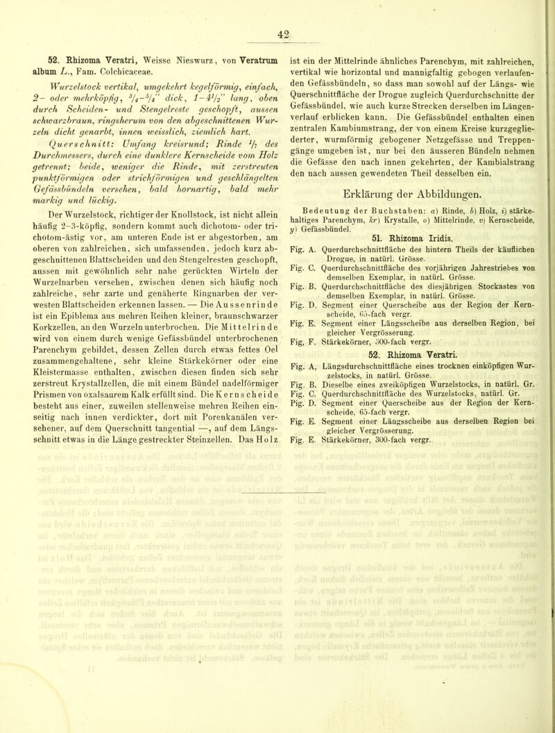 52. Rhizoma Veratri, Weisse Nieswurz, von Veratrum album L., Fam. Colchicaceae. Wurzelstock vertikal, umgekehrt kegelförmig, einfach, 2- oder mehrköpfig, 3U-5U' dick, l-dff lang, oben durch Scheiden- und Stengelreste geschöpft, aussen schwarzbraun, ringsherum von den ab geschnittenen Wur- zeln dicht genarbt, innen weisslich, ziemlich hart. Querschnitt: Umfang kreisrund', Rinde 1h des Durchmessers, durch eine dunklere Kernscheide vom Holz getrennt; beide, weniger die Rinde, mit zerstreuten punktförmigen oder strichförmigen und geschlängelten Gefässbündeln versehen, bald hornartig, bald mehr markig und lückig. Der Wurzel stock, richtiger der Knollstock, ist nicht allein häufig 2-3-köpfig, sondern kommt auch dichotom- oder tri- chotom-ästig vor, am unteren Ende ist er abgestorben, am oberen von zahlreichen, sich umfassenden, jedoch kurz ab- geschnittenen Blattscheiden und den Stengelresten geschöpft, aussen mit gewöhnlich sehr nahe gerückten Wirteln der Wurzelnarben versehen, zwischen denen sich häufig noch zahlreiche, sehr zarte und genäherte Ringnarben der ver- westen Blattscheiden erkennen lassen. — Die Aussenrinde ist ein Epiblema aus mehren Reihen kleiner, braunschwarzer Korkzellen, an den Wurzeln unterbrochen. Die Mittelrinde wird von einem durch wenige Gefässbündel unterbrochenen Parenchym gebildet, dessen Zellen durch etwas fettes Oel zusammengehaltene, sehr kleine Stärkekörner oder eine Kleistermasse enthalten, zwischen diesen finden sich sehr zerstreut Krystallzellen, die mit einem Bündel nadelförmiger Prismen von oxalsaurem Kalk erfüllt sind. Die Kerns cheide besteht aus einer, zuweilen stellenweise mehren Reihen ein- seitig nach innen verdickter, dort mit Porenkanälen ver- sehener, auf dem Querschnitt tangential —, auf dem Längs- schnitt etwas in die Länge gestreckter Steinzellen. Das Holz ist ein der Mittelrinde ähnliches Parenchym, mit zahlreichen, vertikal wie horizontal und mannigfaltig gebogen verlaufen- den Gefässbündeln, so dass man sowohl auf der Längs- wie Querschnittfläche der Drogue zugleich Querdurchschnitte der Gefässbündel, wie auch kurze Strecken derselben im Längen- verlauf erblicken kann. Die Gefässbündel enthalten einen zentralen Kambiumstrang, der von einem Kreise kurzgeglie- derter, wurmförmig gebogener Netzgefässe und Treppen- gänge umgeben ist, nur bei den äusseren Bündeln nehmen die Gefässe den nach innen gekehrten, der Kambialstrang den nach aussen gewendeten Theil desselben ein. Erklärung der Abbildungen. Bedeutung der Buchstaben: a) Rinde, b) Holz, i) stärke- haltiges Parenchym, kr) Krystalle, o) Mittelrinde, v) Kernscheide, y) Gefässbündel. 51. Rhizoma Iridis. Fig. A. Querdurchschnittfläche des hintern Theils der käuflichen Drogue, in natürl. Grösse. Fig. C. Querdurchschnittfläche des vorjährigen Jahrestriebes von demselben Exemplar, in natürl. Grösse. Fig. B. Querdurchschnittfläche des diesjährigen Stockastes von demselben Exemplar, in natürl. Grösse. Fig. D. Segment einer Querscheibe ans der Region der Kern- scheide, 65-fach vergr. Fig. E. Segment einer Längsscheibe aus derselben Region, bei gleicher Vergrösserung. Fig, F. Stärkekörner, öOO-fach vergr. 52. Rhizoma Veratri. Fig. A, Längsdurchschnittfläche eines trocknen einköpfigen Wur- zelstocks, in natürl. Grösse. Fig. B. Dieselbe eines zweiköpfigen Wurzelstocks, in natürl. Gr. Fig. C. Querdurchschnittfläche des Wurzelstocks, natürl. Gr. Pig. D. Segment einer Querscheibe aus der Region der Kern- scheide, 65-fach vergr. Fig. E. Segment einer Längsscheibe aus derselben Region bei gleicher Vergrösserung. Fig. E. Stärkekörner, 300-fach vergr.
