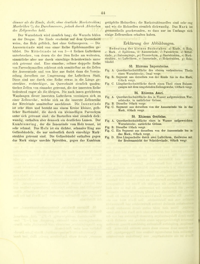 ■dünner als die Rinde, dicht, ohne deutliche Markstrahlen; Markröhre 1/s des Durchmessers, jedoch durch Absterben des Zellgewebes hohl. Der Wurzelstock wird ziemlich lang; die Wurzeln fehlen an der Drogue. Die Rinde erscheint auf dem Querschnitt weiss, das Holz gelblich, fast ohne Gefässsporen. — Die Aussenrinde wird von einer Reihe Epiblemazellen ge- bildet. Die Mittelrinde ist von 3—4 Reihen Luftröhren unterbrochen, von denen die der 3ten Reihe am weitesten, sämmtliche aber nur durch einreihige Scheidewände unter sich getrennt sind. Eine einzelne, seltner doppelte Reihe von Parenchymzellen schliesst sich unmittelbar an die Zellen der Aussenrinde und von hier aus findet dann die Verein- zelung derselben zur Umgrenzung der Luftröhren Statt. Diese sind nur durch eine Reihe etwas in die Länge ge- streckter, rechteckiger, im Querschnitt ziemlich quadra- tischer Zellen von einander getrennt, die der innersten Reihe bedeutend enger als die übrigen. Die nach innen gerichteten Wandungen dieser innersten Luftröhren vereinigen sich zu einer Zellenreihe, welche sich an die innerste Zellenreihe der Mittelrinde unmittelbar anschliesst. Die Innenrinde ist sehr dünn und besteht aus einem Kreise kleiner, gelb- licher Bastbündel, die durch ein kleinzelliges Parenchym unter sich getrennt sind; die Bastzellen sind ziemlich dick- wandig, enthalten aber dennoch ein deutliches Lumen. Der Kambiumring, der die Innenrinde vom Holz trennt, ist sehr schmal. Das Holz ist ein dichter, schmaler Ring aus Gefässbündeln, die nur undeutlich durch einreihige Mark- strahlen getrennt sind. Die Gefässbündel enthalten gegen das Mark einige unechte Spiroi'den, gegen das Kambium getüpfelte Holzzellen; die Markstrahlenzellen sind sehr eng und wie die Holzzellen ziemlich dickwandig. Das Mark ist grossentheils geschwunden, so dass nur im Umfange sich einige Zellenreihen erhalten haben. Erklärung der Abbildungen. Bedeutung der kleinen Buchstaben: a) Rinde, b) Holz, c) Mark, d) Epiblema, h) Aussenrinde, i) Parenchym, o) Mittel- rinde, p) Balsamgänge, pr) Prosenchym, q) Baststrahlen, r) Mark- strahlen, ta) Luftröhren, v) Innenrinde, x) Holzstrahlen, y) Holz- bündel. 53. Rhizoma Imperatoriae. Fig. A. Querdurchschnittfläche des oberen verbreiterten Theils eines Wurzelstocks, 3mal vergr. Fig. B. Segment aus derselben von der Rinde bis in das Mark, 65fach vergr. Fig. C. Längdurchschnittfläche durch einen Theil eines Balsam- ganges mit dem umgebenden Zellengewebe, 130fach vergr. 54. Rhizoma Asari. Fig. A. Querdurchschnittfläche des in Wasser aufgeweichten Wur- zelstocks, in natürlicher Grösse. Fig. B. Dieselbe 16fach vergr. Fig. C. Segment aus derselben von der Aussenrinde bis in das Mark, 65fach vergr. 55. Rhizoma Gratiolae. Fig. A. Querdurchschnittfläche eines in Wasser aufgeweichten Wurzelstocks, natürliche Grösse. Fig. B. Dieselbe lüfach vergr. Fig. C. Ein Segment aus derselben von der Aussenrinde bis in das Mark, 60fach vergr. Fig. D. Eine Längsscheibe durch zwei Luftröhren, theilweise mit der Breitenansicht der Scheidewände, 60fach vergr.