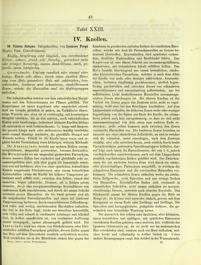 Tafel XXIII. IV. Knollen. 56. Tubera Jalapae, Jalapaknollen, von Ipomoea Purga Hayne, Fam. Convolvulaceae. Kuglig, bimförmig oder länglich, von verschiedener Grösse, schwer, frisch sehr fleischig, getrocknet mehr oder weniger hornartig, aussen dunkelbraun, matt, ge- furcht, innen lehmfarbig. Querschnitt: Umfang rundlich oder stumpf vier- kantig; Rinde sehr dünn, durch einen dunklen Harz- ring vom Holz gesondert; Holz mit zahlreichen, kon- zentrischen, breiteren und schmaleren, dunkelbraunen Zonen, welche die Harzzellen uncl die Gefässgruppen enthalten. Die Jalapaknollen werden von dem unterirdischen Haupt- stamm und den Nebenstämmen der Pflanze gebildet. Der Hauptstamm ist meist kugelrund oder umgekehrt eirund, läuft am Grunde plötzlich in mehre, im Verhältniss dünne, ästige Wurzeln aus, oben ist er vielstenglig, mit krautartigen Stengeln versehen, die an den unteren, noch unterirdischen Knoten neue bimförmige, bedeutend kleinere Knollen bilden; oft entwickelt er weit fortkriechende,. 1/f lange und längere, der ganzen Länge nach oder stellenweise knollig verdickte, meist stumpf 4kantige Ausläufer, die gleichfalls Stengel und Wurzeln treiben. Frisch ist die Knolle innen weiss und er- giesst beider Verwundung einen klebrigen, weissen Milchsaft. Die Aussen rinde besteht aus mehren Reihen zusam- mengefallener, tangential gestreckter, brauner Korkzellen. Die Mittelrinde ist ein tangential gestrecktes Parenchym, dessen äussere Zellen fast stärkefrei und gleichfalls sehr zu- sammengefallen sind, sich aber gegen die Innenrinde erwei- tern und mit farblosen, aber von einer spärlichen, bräunlichen Materie umgebenen Stärkekörnern oder einem bräunlichen Kleisterballen (wenn die Knolle bei höherer Temperatur ge- trocknet war) erfüllt sind; zwischen den Zellen, zumal den äusseren, liegen zahlreiche, kleinere, oft in Reihen neben einander, die je eine morgensternförmige Krystalldruse von oxalsaurem Kalk umschliessen, und durch die ganze Schicht zerstreut grosse Harzzellen, die bis 6mal grösser sind als die umgebenden Parenchymzellen und einen bei stärkerer Vergrösserung farblosen, durch eingeschlossene Zellenflüssig- keit trübe und wolkig erscheinenden Harzballen enthalten, der frei in der Zelle liegt, leicht aus derselben herausfällt, sich völlig und schnell in verdünnter Aetzlauge und Alkohol löst, in Aether unauflöslich ist, von verdünnter Jodlösung zuerst orangegelb, später zitronengelb gefärbt wird. Die Innen rin de wird aus einem von Stärkekörnern oder Klei- sterballen erfüllten Parenchym gebildet, dessen Zellen gegen das Holz auf dem Querschnitt rundlich-polyedrisch werden. Weit reichlicher als in der Mittelrinde stehen hier gegen das Berg, Atlas z. pharm. Waarenkunde. Kambium in genäherten radialen Reihen die rundlichen Harz- zellen , welche wie dort die Parenchymzellen an Grösse be- deutend übertrefl'en. Krystallzellen sind spärlicher vorhan- den; deutliche Markstrahlen und Bastbündel fehlen. Das Kambium ist eine dünne Schicht aus zusammengefallenen, stärkefreien, mit bräunlichem Inhalt erfüllten Zellen. Das Holz besteht überwiegend aus einem bräunlichen, stärke- oder kleisterreichen Parenchym, welches je nach dem Alter der Knolle von mehr oder weniger zahlreichen, konzentri- schen, breiteren ringförmig geschlossenen, zierlich bogen- förmig geschweiften und zwischen diesen von schmaleren ungeschlossenen und unregelmässig auftretenden, aus bei auffallendem Licht dunkelbraunen Harzzellen zusammenge- setzten Zonen durchzogen ist. Bei älteren Knollen ist der Verlauf der Zonen gegen das Zentrum nicht mehr so regel- mässig, wohl aber bei den fleischigen Ausläufern. Auf dem Längsschnitt verlaufen die dickeren Zonen mehr oder weniger bogenförmig von der Spitze zur Basis der Knolle, die schma- leren jedoch auch hier unregelmässig, so dass sie sich nicht zusammenhängend von dem einen zum anderen Ende er- strecken; nicht selten kommen auch zwischen den Zonen vereinzelte Harzzellen vor. Die breiteren Zonen bestehen zu äusserst aus einer stärkefreien Zellschicht, an und in welcher sich die schmalen, meist einreihigen, nach dem Zentrum strahlig, aber sehr unterbrochenen, auch seitlich durch breite Parenchymlagen getrennten Spiroi'dengruppen befinden, dar- auf folgt nach innen die Harzzellenzone, die von 3-6, jedoch von Stärkezellen unterbrochenen, auch auf dem Längsschnitt ziemlich regelmässigen Reihen gebildet wird. Der Zwischen- raum bis zur nächsten breiten Zone wird durch ein stärke- oder kleisterhaltiges Parenchym ausgefüllt, in welchem die schmaleren Harzzonen und die vereinzelten Harzzellen Vor- kommen. Die schmaleren Zonen enthalten weder ein stärke- freies Zellgewebe, noch Spiroiden und nur wenige Reihen von Harzzellen; Krystallzellen finden sich vereinzelt in sämmtlichen Schichten, nicht immer enthalten sie morgen- sternförmige Drusen, zuweilen auch einzelne Krystalle. Das Stärkemehl nimmt bei älteren Knollen gegen die Mitte an Menge ab; die Körner sind entweder einfach, gezont, mit dem Kernpunkt an einem Ende oder Zwillinge und Drillinge. Die Spiroiden sind kurzgegliederte, getüpfelte Gefässe, die ge- wöhnlich eine bräunliche Wandung haben. Die äusserlich den echten sehr ähnlichen, aber kleineren, innen weisslichen und mehligen, mit spärlichen Harzzonen versehenen Knollen gehören einer anderen Art, vielleicht der Ipomoea Orizabensis an, da sie nicht nur im anatomischen Bau verschieden sind, sondern auch ein Harz enthalten, wel- ches leicht und vollständig in Aether löslich ist. Ueber andere Beimengungen vergl. den Artikel in der Waarenkunde. 12