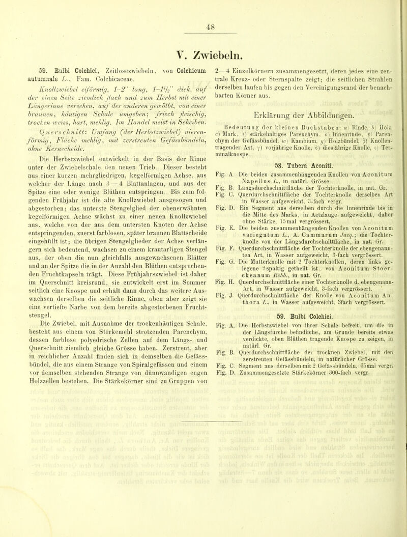 Y. Zwiebeln. . 59. Bulbi Colchici, Zeitlosezwiebeln, von Colchicum autumnale L., Fam. Colchicaceae. Knollzwiebel eiförmig, 1-2 lang, l-P/fl dick, auf der einen Seite ziemlich flach und zum Herbst mit einer Längsrinne versehen, auf der anderen gewölbt, von einer braunen, häutigen Schale umgeben; frisch fleischig, trocken weiss, hart, mehlig. Im Handel meist in Scheiben. Querschnitt: Umfang (der Herbstzwiebel) nieren- förmig, Fläche mehlig, mit zerstreuten Gefässbüncleln, ohne Kernscheide. Die Herbstzwiebel entwickelt in der Basis der Rinne unter der Zwiebelschale den neuen Trieb. Dieser besteht aus einer kurzen mehrgliedrigen, kegelförmigen Achse, aus welcher der Länge nach 3 — 4 Blattanlagen, und aus der Spitze eine oder wenige Blüthen entspringen. Bis zum fol- genden Frühjahr ist die alte Knollzwiebel ausgesogen und abgestorben; das unterste Stengelglied der obenerwähnten kegelförmigen Achse wächst zu einer neuen Knollzwiebel aus, welche von der aus dem untersten Knoten der Achse entspringenden, zuerst farblosen, später braunen Blattscheide eingehüllt ist; die übrigen Stengelglieder der Achse verlän- gern sich bedeutend, wachsen zu einem krautartigen Stengel aus, der oben die nun gleichfalls ausgewachsenen Blätter und an der Spitze die in der Anzahl den Blüthen entsprechen- den Fruchtkapseln trägt. Diese Frühjahrszwiebel ist daher im Querschnitt kreisrund, sie entwickelt erst im Sommer seitlich eine Knospe und erhält dann durch das weitere Aus- wachsen derselben die seitliche Rinne, oben aber zeigt sie eine vertiefte Narbe von dem bereits abgestorbenen Frucht- stengel. Die Zwiebel, mit Ausnahme der trockenhäutigen Schale, besteht aus einem von Stärkemehl strotzenden Parenchym, dessen farblose polyedrische Zellen auf dem Längs- und Querschnitt ziemlich gleiche Grösse haben. Zerstreut, aber in reichlicher Anzahl finden sich in demselben die Gefäss- bündel, die aus einem Strange von Spiralgefässen und einem vor demselben stehenden Strange von dünnwandigen engen Holzzellen bestehen. Die Stärkekörner sind zu Gruppen von 2—4 Einzelkörnern zusammengesetzt, deren jedes eine zen- trale Kreuz- oder Sternspalte zeigt; die seitlichen Strahlen derselben laufen bis gegen den Vereinigungsrand der benach- barten Körner aus. Erklärung der Abbildungen. Bedeutung der kleinen Buchstaben: a) Rinde, b) Holz, c) Mark, i) stärkehaltiges Parenchym, o) Innenrinde, v) Paren- chym der Gefässbündel, w) Kambium, y) Holzbündel, ß) Knollen- tragender Ast, y) vorjährige Knolle, 3) diesjährige Knolle, e) Ter- minalknospe. 58. Tubera Aconiti. Fig. A. Die beiden zusammenhängenden Knollen von Aconitum Napellus L., in natürl. Grösse. Fig. B. Längsdurchschnittfiäche der Tochterknolle, in nat. Gr. Fig. G. Querdurchschnittfläche der Tochterknolle derselben Art in Wasser aufgeweicht, 3-fach vergr. Fig. D. Ein Segment aus derselben durch die Innenrinde bis in die Mitte des Marks, in Aetzlauge aufgeweicht, daher ohne Stärke, 15 mal vergrössert. Fig. E. Die beiden zusammenhängenden Knollen von Aconitum variegatum L., A. Cammarum Jacq.; die Tochter- knolle von der Längsdurchschnittfläche, in nat. Gr. Fig. F. Querdurchschnittfläche der Tochterknolle der ebengenann- ten Art, in Wasser aufgeweicht, 3-fach vergrössert. Fig. G. Die Mutterknolle mit 2 Tochterknollen, deren links ge- legene 2spaltig getheilt ist, von Aconitum Stoer- ckeanum Rc/ib., in nat. Gr. Fig. H. Querdurchschnittfläche einer Tochterknolle d. ebengenann- Art, in Wasser aufgeweicht, 3-fach vergrössert. Fig. J. Querdurchschnittfläche der Knolle von Aconitum An- thora L., in Wasser aufgeweicht, 3fach vergrössert. 59. Bulbi Colchici. Fig. A. Die Herbstzwiebel von ihrer Schale befreit, um die in der Längsfurche befindliche, am Grunde bereits etwas verdickte, oben Blüthen tragende Knospe zu zeigen, in natürl. Gr. Fig. B. Querdurchschnittfiäcbe der trocknen Zwiebel, mit den zerstreuten Gefässbündeln, in natürlicher Grösse. Fig. C. Segment aus derselben mit 2 Gefässbündeln, 65mal vergr. Fig. D. Zusammengesetzte Stärkekörner 300-fach vergr.