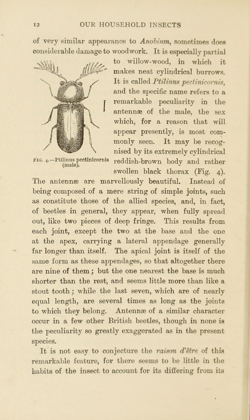 of very similar appearance to Anohium, sometimes does considerable damage to woodwork. It is especially partial to willow-wood, in which it makes neat cylindrical burrows. It is called Ptilinus peciinicornis, and the specific name refers to a remarkable peculiarity in the antennae of the male, the sex which, for a reason that will appear presently, is most com- monly seen. It may be recog- nised by its extremely cylindrical Fig, 4.—Ptiimus^pectinicornis red dish-brown body and rather swollen black thorax (Fig. 4). The antennae are marvellously beautiful. Instead of being composed of a mere string of simple joints, such as constitute those of the allied species, and, in fact, of beetles in general, they appear, when fully spread out, like two pieces of deep fringe. This results from each joint, except the two at the base and the one at the apex, carrying a lateral appendage generally far longer than itself. The apical joint is itself of the same form as these appendages, so that altogether there are nine of them; but the one nearest the base is much shorter than the rest, and seems little more than like a stout tooth; while the last seven, which are of nearly equal length, are several times as long as the joints to which they belong. Antennae of a similar character occur in a few other British beetles, though in none is the peculiarity so greatly exaggerated as in the present species. It is not easy to conjecture the raison (PHre of this remarkable feature, for there seems to be little in the habits of the insect to account for its differing from its