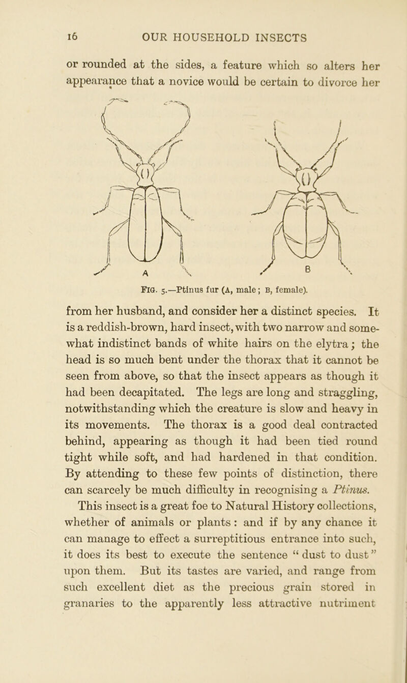 or rounded at the sides, a feature which so alters her appearance that a novice would be certain to divorce her Fig. 5.—Ptinus fur (A, male; b, female). from her husband, and consider her a distinct species. It is a reddish-brown, hard insect, with two narrow and some- what indistinct bands of white hairs on the elytra; the head is so much bent under the thorax that it cannot be seen from above, so that the insect appears as though it had been decapitated. The legs are long and straggling, notwithstanding which the creature is slow and heavy in its movements. The thorax is a good deal contracted behind, appearing as though it had been tied round tight while soft, and had hardened in that condition. By attending to these few points of distinction, there can scarcely be much difficulty in recognising a Ptinus. This insect is a great foe to Natural History collections, whether of animals or plants: and if by any chance it can manage to effect a surreptitious entrance into such, it does its best to execute the sentence “ dust to dust ” upon them. But its tastes are varied, and range from such excellent diet as the precious grain stored in granaries to the apparently less attractive nutriment
