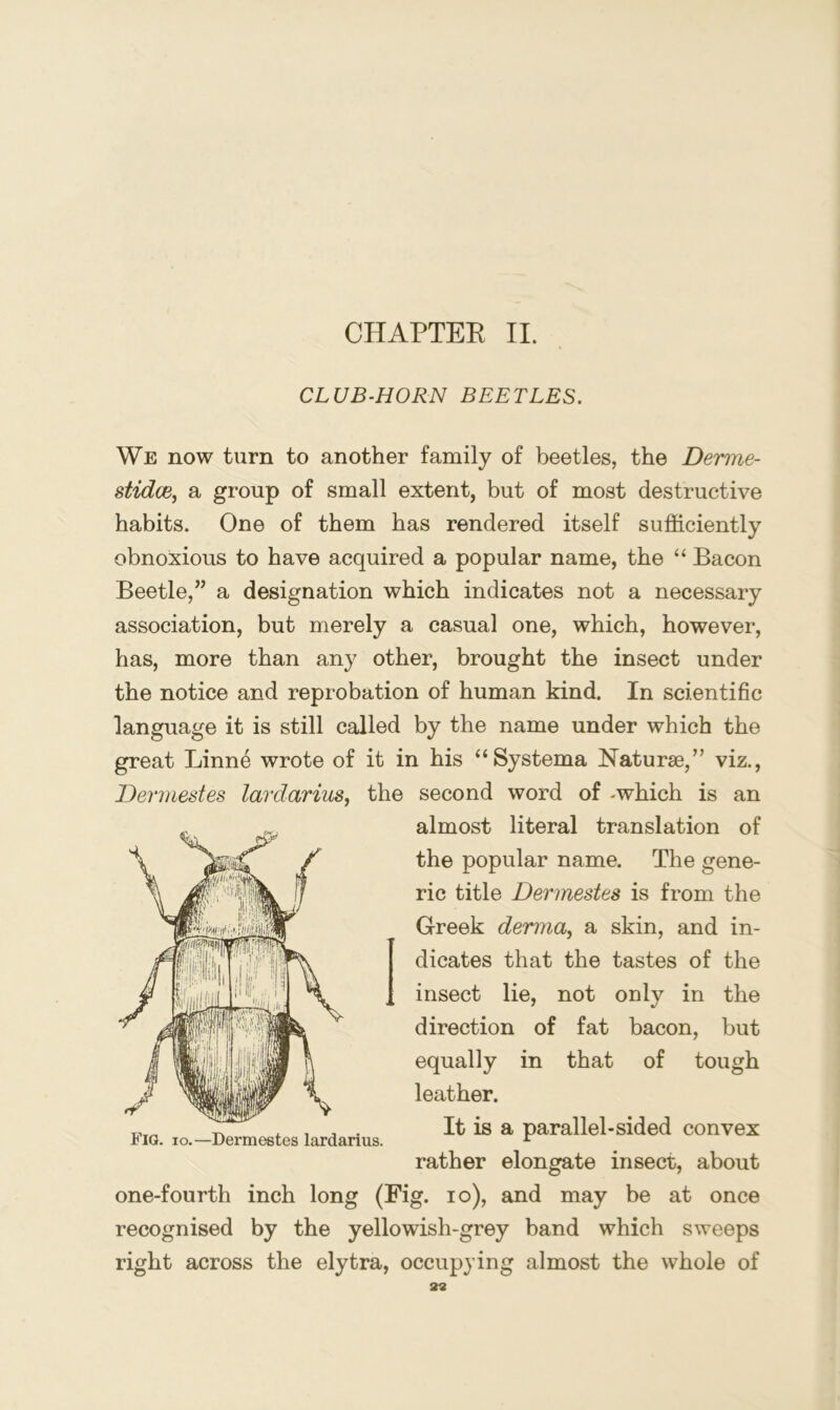 CLUB-HORN BEETLES. We now turn to another family of beetles, the Derme- stidcBj a group of small extent, but of most destructive habits. One of them has rendered itself sufficiently obnoxious to have acquired a popular name, the “ Bacon Beetle,” a designation which indicates not a necessary association, but merely a casual one, which, however, has, more than any other, brought the insect under the notice and reprobation of human kind. In scientific language it is still called by the name under which the great Linne wrote of it in his “Systema Naturae,” viz., Dermestes lardarius, the second word of -which is an almost literal translation of the popular name. The gene- ric title Dermestes is from the Greek derma^ a skin, and in- dicates that the tastes of the insect lie, not only in the direction of fat bacon, but equally in that of tough leather. It is a parallel-sided convex rather elongate insect, about one-fourth inch long (Fig. lo), and may be at once recognised by the yellowish-grey band which sweeps right across the elytra, occupying almost the whole of 33 Fig. io.—Dermestes lardarius.