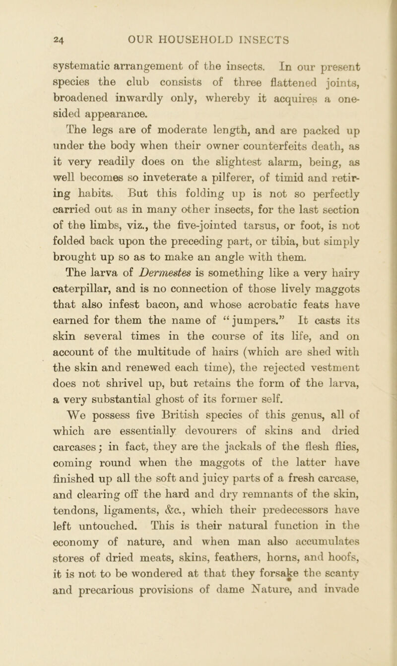 systematic arrangement of the insects. In our present species the club consists of three flattened joints, broadened inwardly only, whereby it acquires a one- sided appearance. The legs are of moderate length, and are packed up under the body when their owner counterfeits death, as it very readily does on the slightest alarm, being, as well becomes so inveterate a pilferer, of timid and retir- ing habits. But this folding up is not so perfectly carried out as in many other insects, for the last section of the limbs, viz., the five-jointed tarsus, or foot, is not folded back upon the preceding part, or tibia, but simply brought up so as to make an angle with them. The larva of Dermestes is something like a very hairy caterpillar, and is no connection of those lively maggots that also infest bacon, and whose acrobatic feats have earned for them the name of “ jumpers.” It casts its skin several times in the course of its life, and on account of the multitude of hairs (which are shed with the skin and renewed each time), the rejected vestment does not shrivel up, but retains the form of the larva, a very substantial ghost of its former self. We possess five British species of this genus, all of which are essentially devourers of skins and dried carcases; in fact, they are the jackals of the flesh flies, coming round when the maggots of the latter have finished up all the soft and juicy parts of a fresh carcase, and clearing off the hard and dry remnants of the skin, tendons, ligaments, &c., which their predecessors have left untouched. This is their natural function in the economy of nature, and when man also accumulates stores of dried meats, skins, feathers, horns, and hoofs, it is not to be wondered at that they forsake the scanty and precarious provisions of dame Nature, and invade