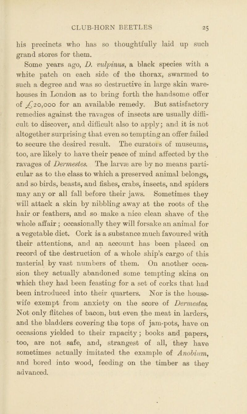 his precincts who has so thoughtfully laid up such grand stores for them. Some years ago, D. vulpinus, a black species with a white patch on each side of the thorax, swarmed to such a degree and was so destructive in large skin ware- houses in London as to bring forth the handsome offer of ^20,000 for an available remedy. But satisfactory remedies against the ravages of insects are usually diffi- cult to discover, and difficult also to apply; and it is not altogether surprising that even so tempting an offer failed to secure the desired result. The curators of museums, too, are likely to have their peace of mind affected by the ravages of Dermestes. The larva3 are by no means parti- cular as to the class to which a preserved animal belongs, and so birds, beasts, and fishes, crabs, insects, and spiders may any or all fall before their jaws. Sometimes they will attack a skin by nibbling away at the roots of the hair or feathers, and so make a nice clean shave of the whole affair; occasionally they will forsake an animal for a vegetable diet. Cork is a substance much favoured with their attentions, and an account has been placed on record of the destruction of a whole ship’s cargo of this material by vast numbers of them. On another occa- sion they actually abandoned some tempting skins on which they had been feasting for a set of corks that had been introduced into their quarters. Nor is the house- wife exempt from anxiety on the score of Dermestes. Not only flitches of bacon, but even the meat in larders, and the bladders covering the tops of jam-pots, have on occasions yielded to their rapacity; books and papers, too, are not safe, and, strangest of all, they liave sometimes actually imitated the example of Anohinmy and bored into wood, feeding on the timber as they advanced.