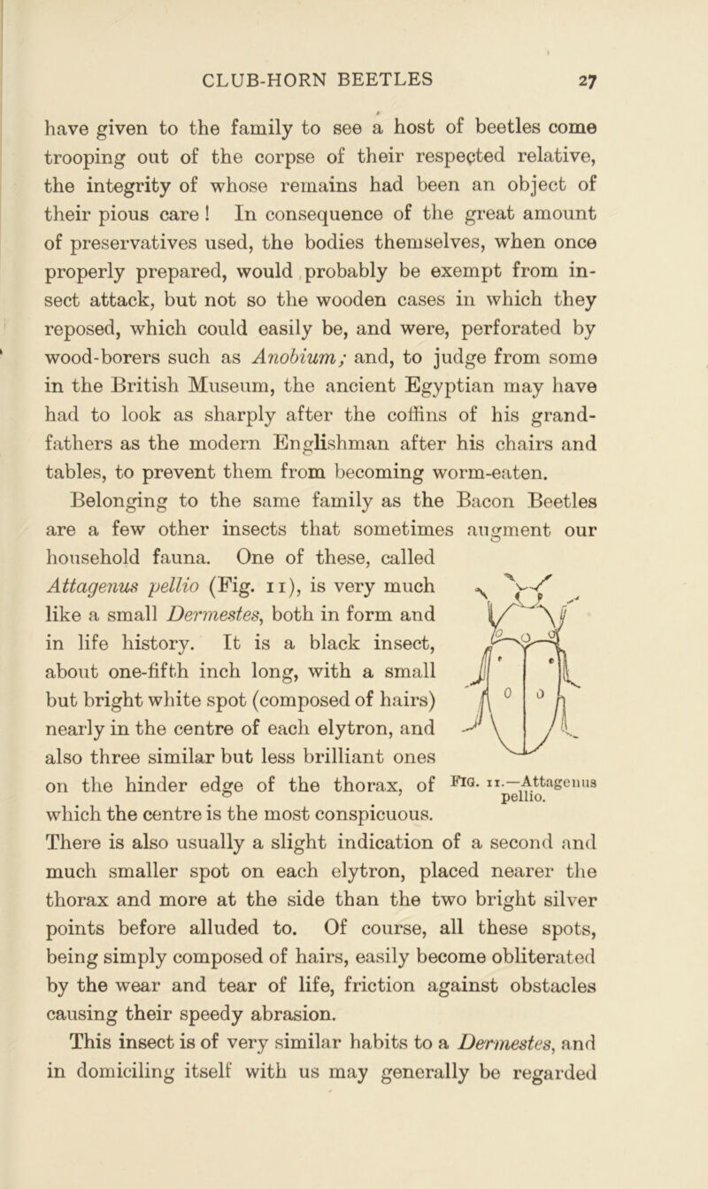 have given to the family to see a host of beetles come trooping out of the corpse of their respected relative, the integrity of whose remains had been an object of their pious care! In consequence of the great amount of preservatives used, the bodies themselves, when once properly prepared, would .probably be exempt from in- sect attack, but not so the wooden cases in which they reposed, which could easily be, and were, perforated by wood-borers such as Anobium; and, to judge from some in the British Museum, the ancient Egyptian may have had to look as sharply after the coffins of his grand- fathers as the modern Englishman after his chairs and tables, to prevent them from becoming worm-eaten. Belonging to the same family as the Bacon Beetles are a few other insects that sometimes an foment our household fauna. One of these, called Attagenus pellio (Fig. ii), is very much like a small Dermestes, both in form and in life history. It is a black insect, about one-fifth inch long, with a small but bright white spot (composed of hairs) nearly in the centre of each elytron, and also three similar but less brilliant ones on the hinder edge of the thorax, of ii —Attagenus which the centre is the most conspicuous. There is also usually a slight indication of a second and much smaller spot on each elytron, placed nearer the thorax and more at the side than the two bright silver points before alluded to. Of course, all these spots, being simply composed of hairs, easily become obliterated by the wear and tear of life, friction against obstacles causing their speedy abrasion. This insect is of very similar habits to a Dermestes, and in domiciling itself with us may generally be regarded