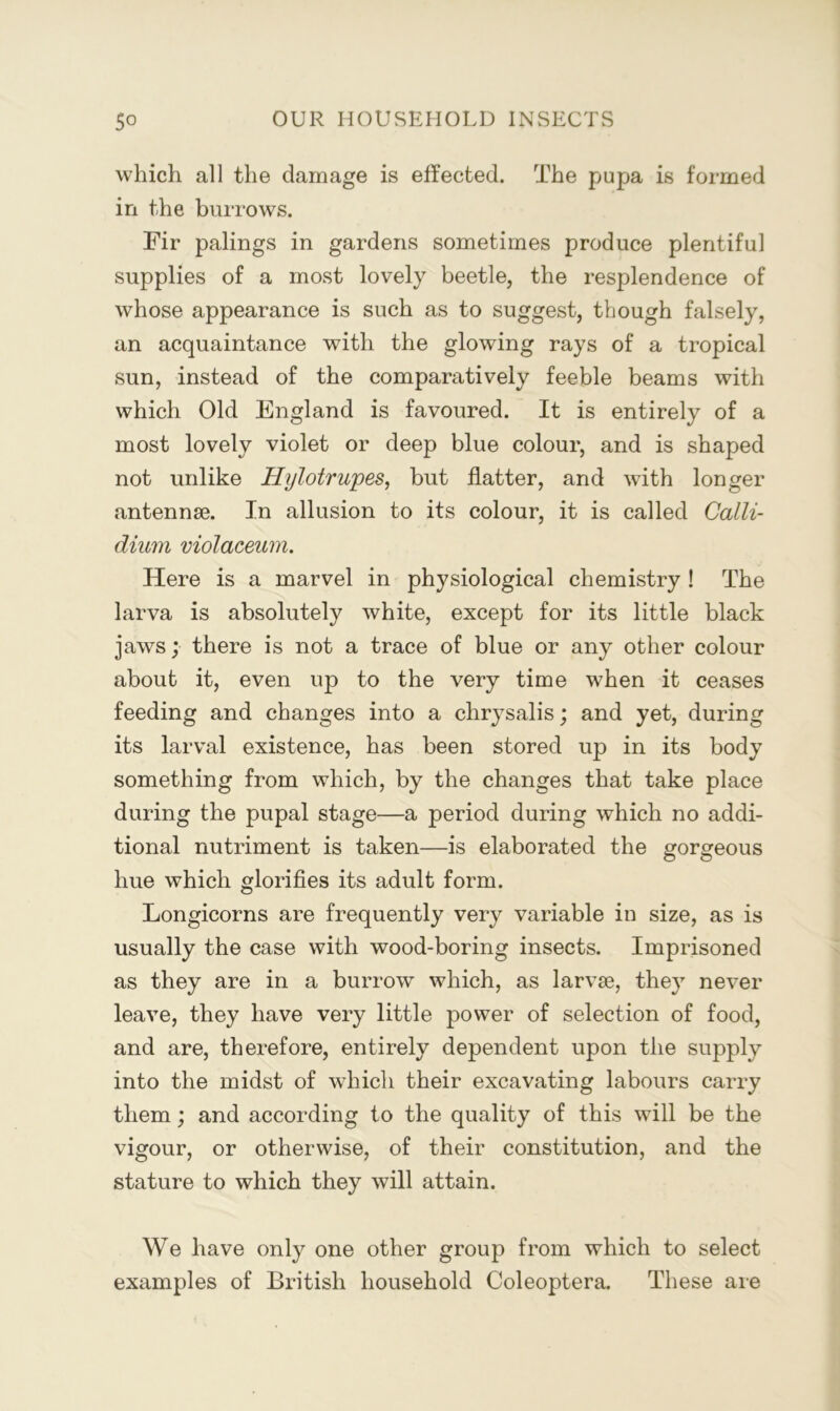 which all the damage is effected. The pupa is formed in the burrows. Fir palings in gardens sometimes produce plentiful supplies of a most lovely beetle, the resplendence of whose appearance is such as to suggest, though falsely, an acquaintance with the glowing rays of a tropical sun, instead of the comparatively feeble beams with which Old England is favoured. It is entirely of a most lovely violet or deep blue colour, and is shaped not unlike Hylotrupes, but flatter, and with longer antennae. In allusion to its colour, it is called Calli- dium violaceum. Here is a marvel in physiological chemistry ! The larva is absolutely white, except for its little black jaws; there is not a trace of blue or any other colour about it, even up to the very time when it ceases feeding and changes into a chrysalis; and yet, during its larval existence, has been stored up in its body something from which, by the changes that take place during the pupal stage—a period during which no addi- tional nutriment is taken—is elaborated the gorgeous hue which glorifies its adult form. Longicorns are frequently very variable in size, as is usually the case with wood-boring insects. Imprisoned as they are in a burrow which, as larvae, they never leave, they have very little power of selection of food, and are, therefore, entirely dependent upon the supply into the midst of which their excavating labours carry them; and according to the quality of this will be the vigour, or otherwise, of their constitution, and the stature to which they will attain. We have only one other group from which to select examples of British household Coleoptera. These are