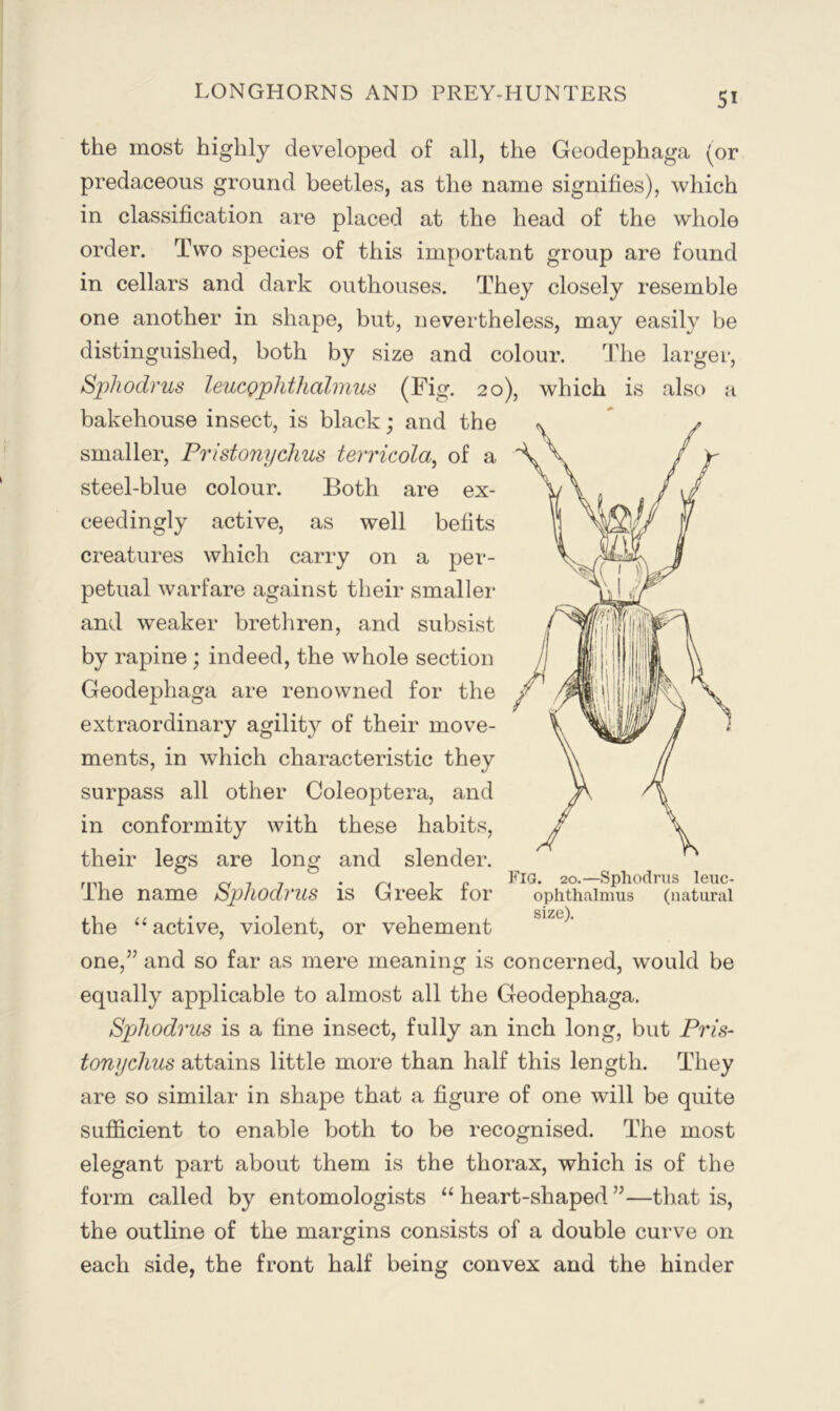 <1 the most highly developed of all, the Geodephaga (or predaceous ground beetles, as the name signifies), which in classification are placed at the head of the whole order. Two species of this important group are found in cellars and dark outhouses. They closely resemble one another in shape, but, nevertheless, may easily be distinguished, both by size and colour. The larger, S2)hodrus leucQplithalmus (Fig. 20), which is also bakehouse insect, is black; and the smaller, Pristonychus terricola^ of a steel-blue colour. Both are ex- ceedingly active, as well befits creatures which carry on a pei’- petual warfare against their smaller and weaker brethren, and subsist by rapine; indeed, the whole section Geodephaga are renowned for the extraordinary agility of their move- ments, in which characteristic they surpass all other Coleoptera, and in conformity with these habits, their legs are long and slender. The name Sphodrus is Greek for the “ active, violent, or vehement one,” and so far as mere meaning is concerned, would be equally applicable to almost all the Geodephaga, Sphodrus is a fine insect, fully an inch long, but Pris- tonychus attains little more than half this length. They are so similar in shape that a figure of one will be quite sufficient to enable both to be recognised. The most elegant part about them is the thorax, which is of the form called by entomologists “ heart-shaped ”—that is, the outline of the margins consists of a double curve on each side, the front half being convex and the hinder Fig. 20,—Sphodrus leuc- ophthalnnis (natural size).