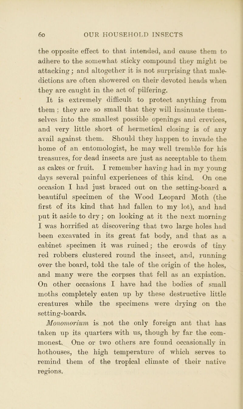 the opposite effect to that intended, and cause them to adhere to the somewhat sticky compound they might be attacking; and altogether it is not surprising that male- dictions are often showered on their devoted heads when they are caught in the act of pilfering. It is extremely difficult to protect anything from them ; they are so small that they will insinuate them- selves into the smallest possible openings and crevices, and very little short of hermetical closing is of any avail against them. Should they happen to invade the home of an entomologist, he may well tremble for his treasures, for dead insects are just as acceptable to them as cakes or fruit. I remember having had in my }mung days several painful experiences of this kind. On one occasion I had just braced out on the setting-board a beautiful specimen of the Wood Leopard Moth (the first of its kind that had fallen to my lot), and had put it aside to dry; on looking at it the next morning I was horrified at discovering that two large holes had been excavated in its great fat body, and that as a cabinet specimen it was ruined; the crowds of tiny red robbers clustered round the insect, and, running over the board, told the tale of the origin of the holes, and many were the corpses that fell as an expiation. On other occasions I have had the bodies of small moths completely eaten up by these destructive little creatures while the specimens were drying on the setting-boards. Monomorium is not the only foreign ant that has taken up its quarters with us, though by far the com- monest. One or two others are found occasionally in hothouses, the high temperature of which serves to remind them of the tropical climate of their native regions.