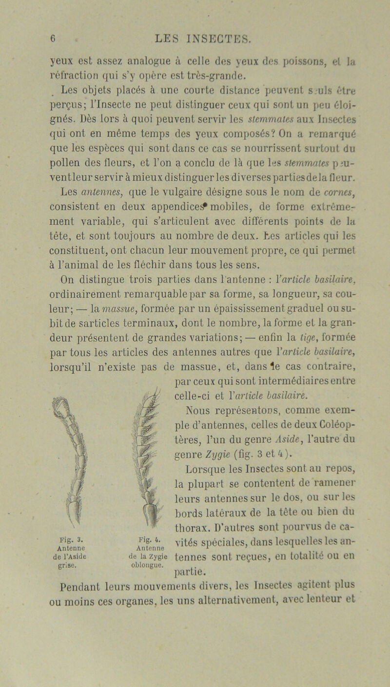 yeux est assez analogue à celle des yeux des poissons, el la réfraction qui s’y opère est très-grande. Les objets placés à une courte distance peuvent s uls être perçus; l’Insecte ne peut distinguer ceux qui sont un peu éloi- gnés. Dès lors à quoi peuvent servir les stemmates aux Insectes qui ont en même temps des yeux composés? On a remarqué que les espèces qui sont dans ce cas se nourrissent surtout du pollen des fleurs, et l’on a conclu de là que les stemmates p:u- ventleur servir à mieux distinguer les diverses partiesdela fleur. Les antennes, que le vulgaire désigne sous le nom de cornes, consistent en deux appendice^ mobiles, de forme extrême- ment variable, qui s’articulent avec différents points de la tête, et sont toujours au nombre de deux. Les articles qui les constituent, ont chacun leur mouvement propre, ce qui permet à l’animal de les fléchir dans tous les sens. On distingue trois parties dans l'antenne : l’article basilaire, ordinairement remarquable par sa forme, sa longueur, sa cou- leur; — la massue, formée par un épaississement graduel ou su- bit de sarticles terminaux, dont le nombre, la forme et la gran- deur présentent de grandes variations; — enfin la tige, formée par tous les articles des antennes autres que l'article basilaire, lorsqu’il n’existe pas de massue, et, dans le cas contraire, par ceux qui sont intermédiaires entre celle-ci et 1 ’article basilaire. Nous représentons, comme exem- ple d’antennes, celles de deux Coléop- tères, l’un du genre Asidc, l’autre du genre Zygic (fig. 3 et 4). Lorsque les Insectes sont au repos, la plupart se contentent de ramener leurs antennes sur le dos, ou sur les bords latéraux de la tète ou bien du thorax. D’autres sont pourvus de ca- vités spéciales, dans lesquelles les an- tennes sont reçues, en totalité ou en partie. Pendant leurs mouvements divers, les Insectes agitent plus ou moins ces organes, les uns alternativement, avec lenteur et Fig. 3. Antenne de l’Aside grise. Fig. 4. Antenni de la Zygi oblongue